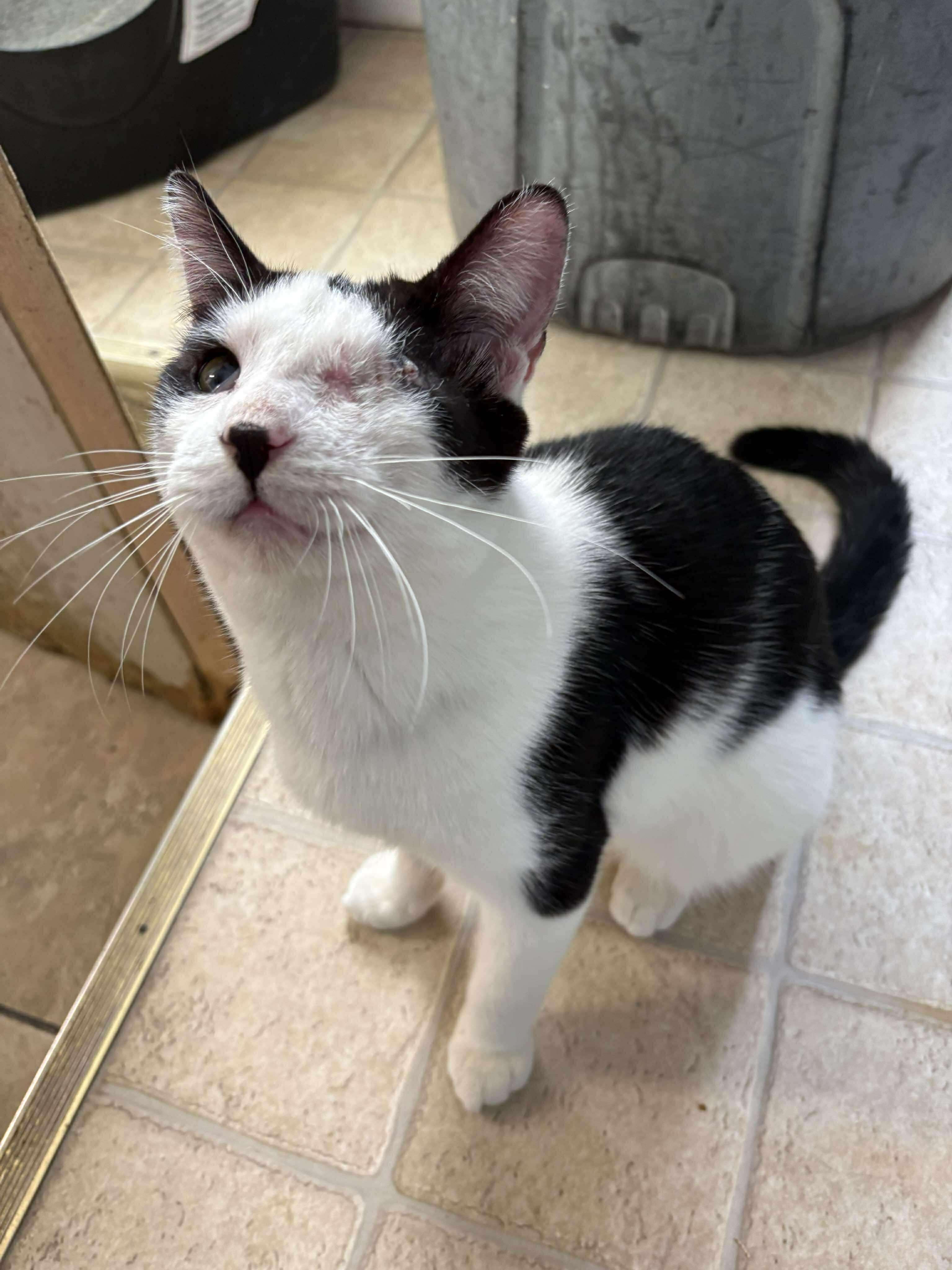 Enlarge BartholoMew, an adoptable Domestic Short Hair in Melbourne, FL image 1/2