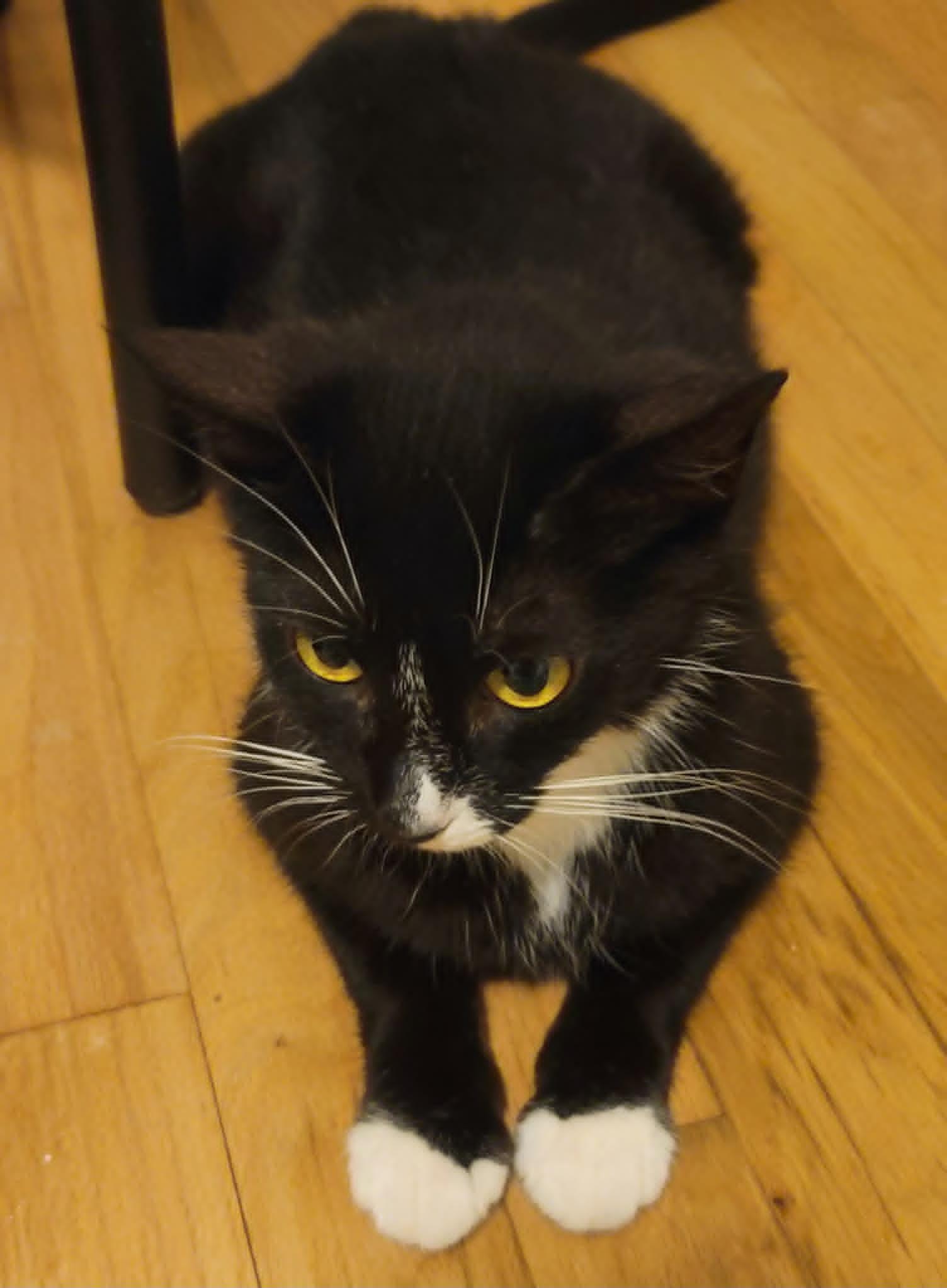 Enlarge Pawsha, a ADOPTABLE Domestic Short Hair in Eugene, OR image 1/1