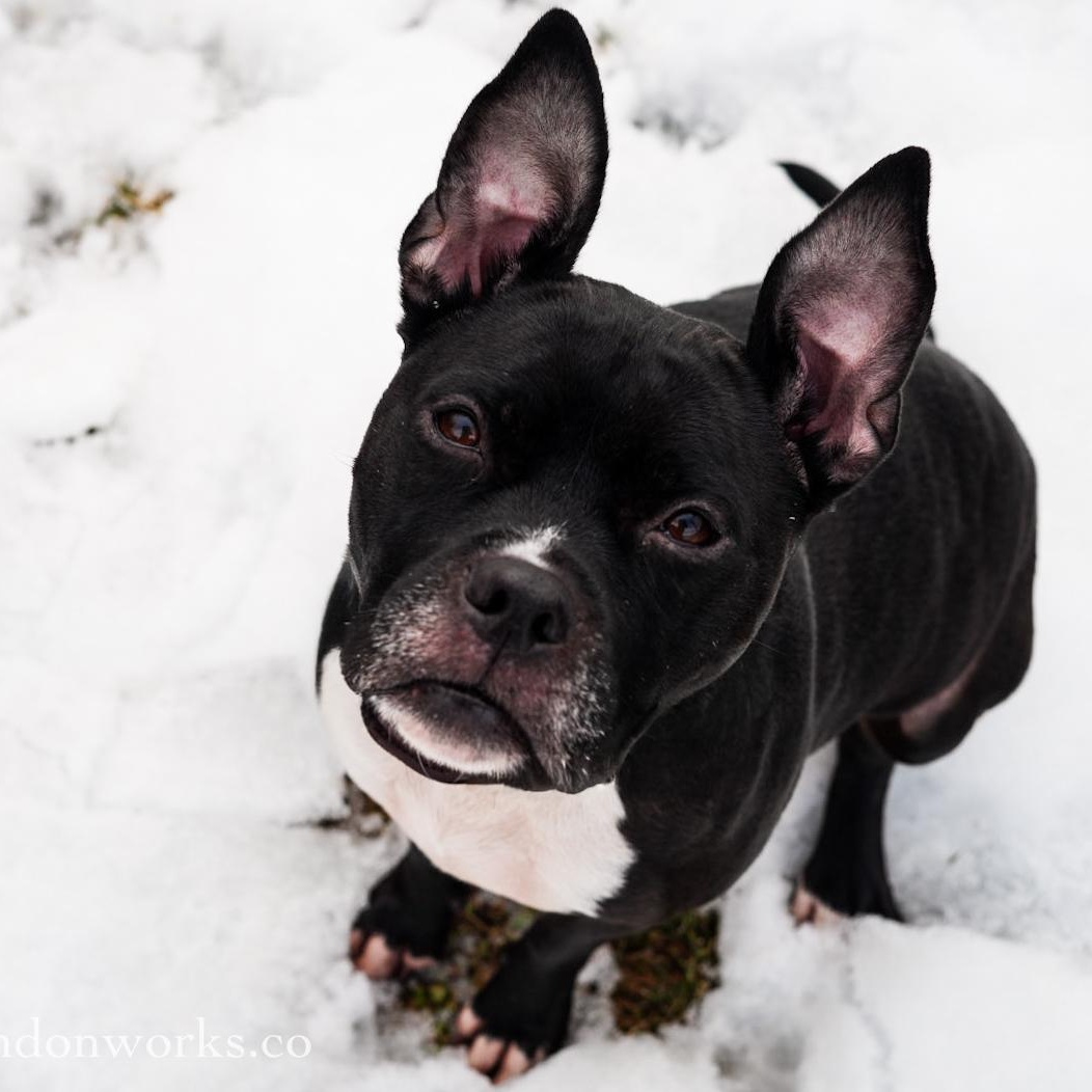 Enlarge Lola ***No Adoption Fee Through March***, an adopted mixed breed in Stafford, VA image 2/4