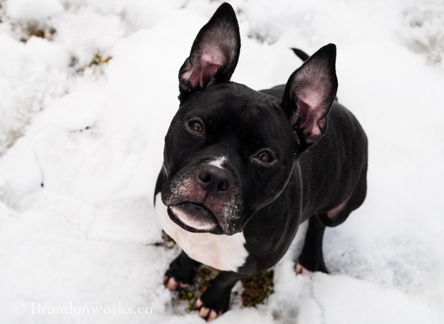 Lola , a ADOPTABLE mixed breed in Stafford, VA image 2/4