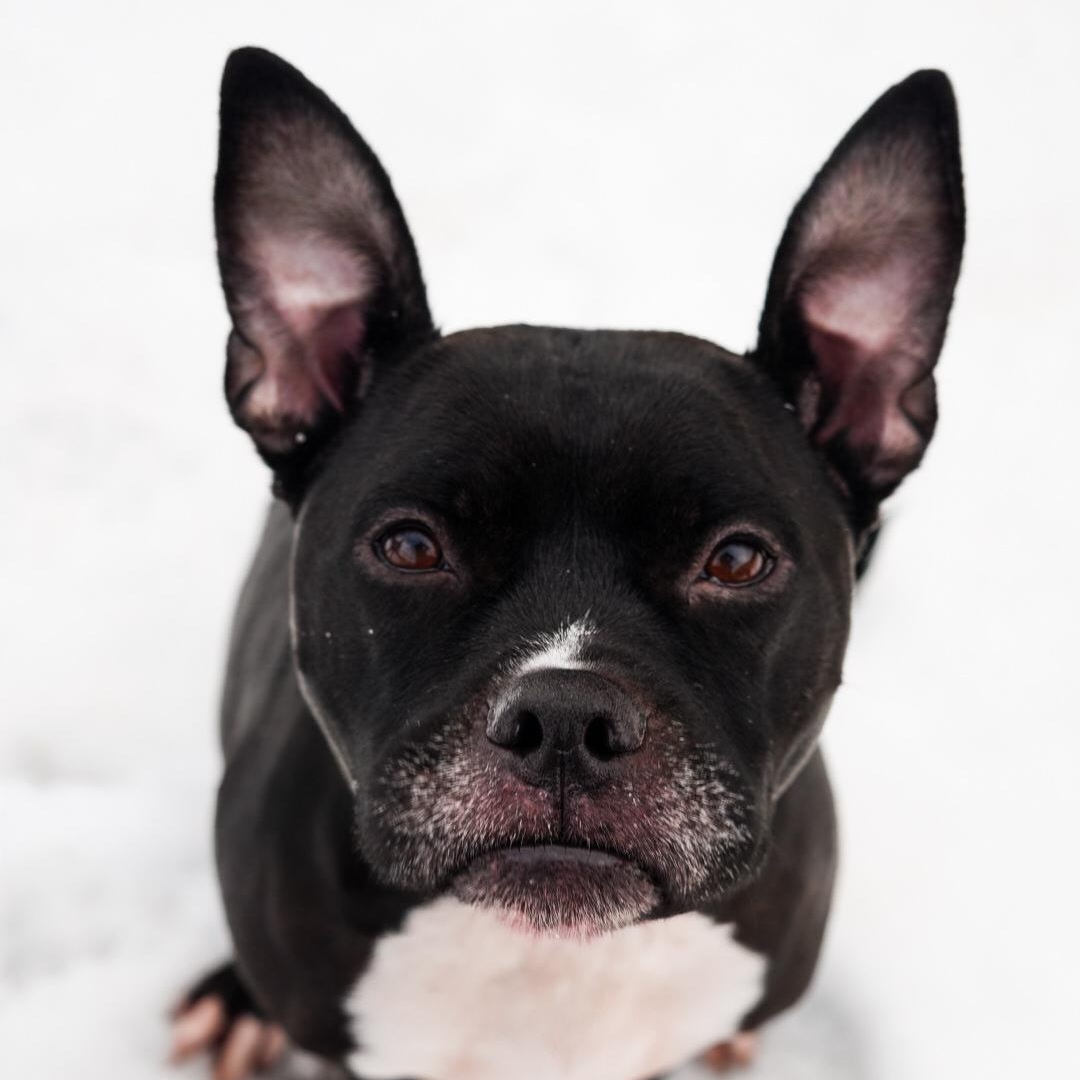 Enlarge Lola ***No Adoption Fee Through March***, an adopted mixed breed in Stafford, VA image 4/4