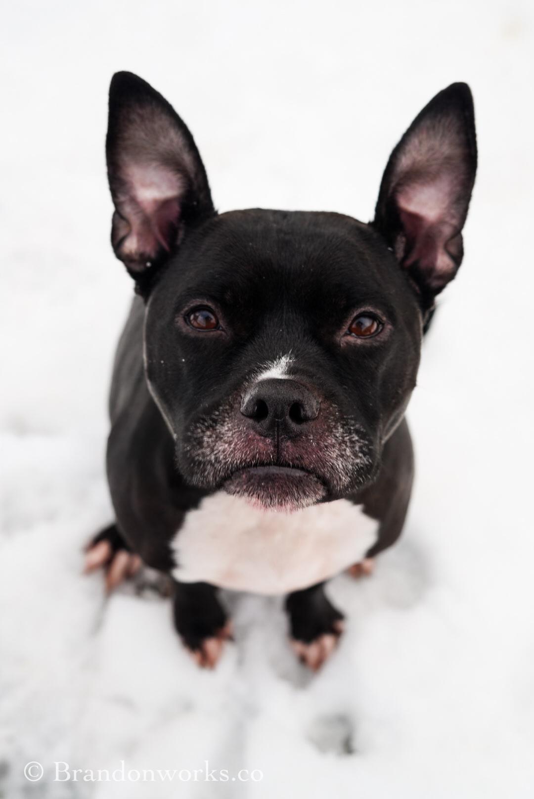 Lola , a ADOPTABLE mixed breed in Stafford, VA image 4/4