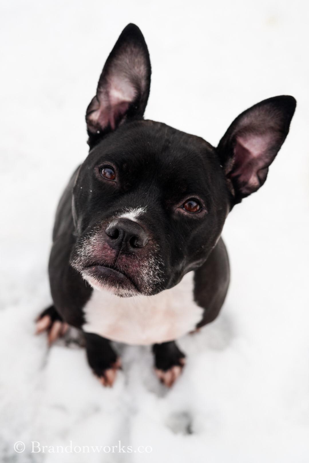 Lola , a ADOPTABLE mixed breed in Stafford, VA image 1/4