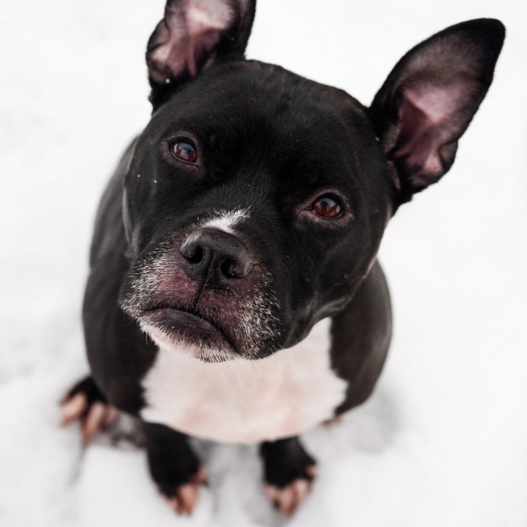 Enlarge Lola ***No Adoption Fee Through March***, an adopted mixed breed in Stafford, VA image 1/4