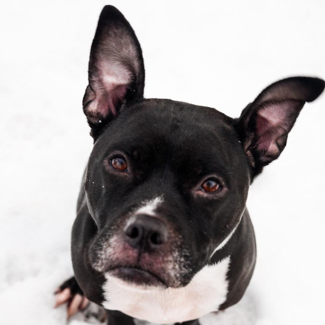 Enlarge Lola ***No Adoption Fee Through March***, an adopted mixed breed in Stafford, VA image 3/4