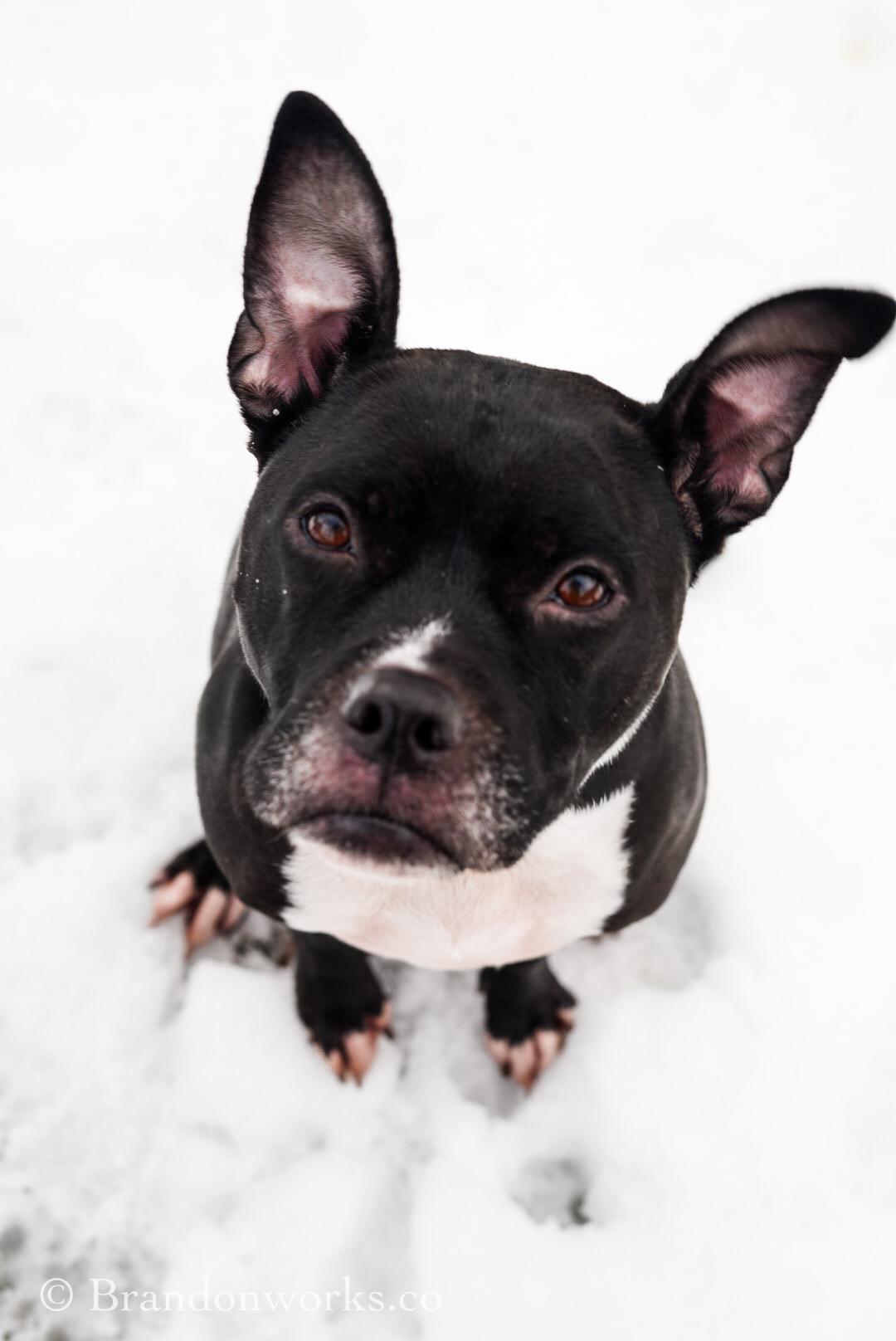 Lola , a ADOPTABLE mixed breed in Stafford, VA image 3/4