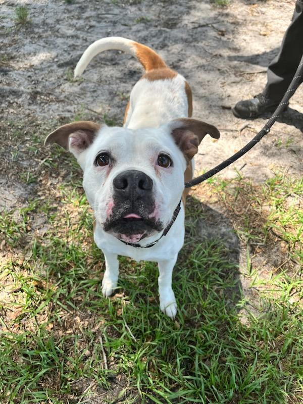 Daisy, a Adoptable mixed breed in Melbourne, FL image 1/6
