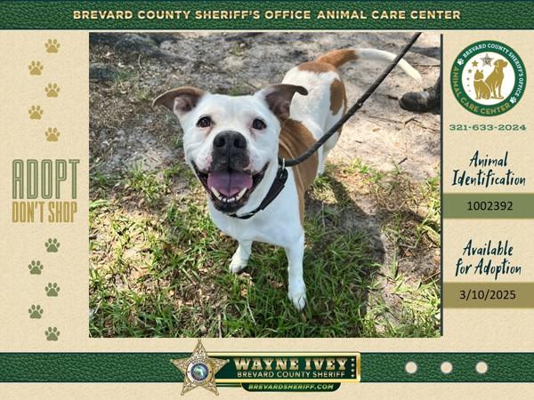 Daisy, a Adoptable mixed breed in Melbourne, FL image 2/6