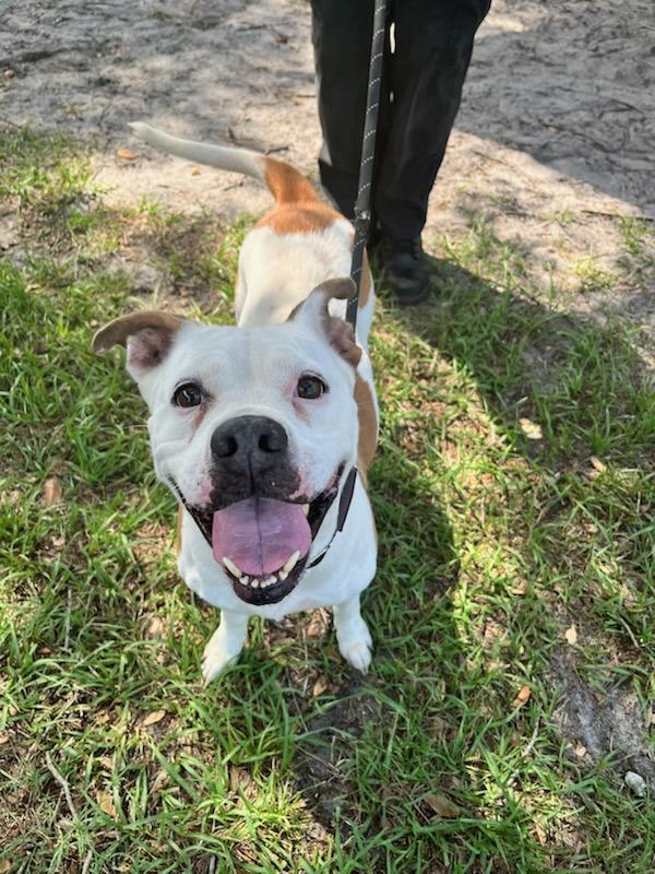 Daisy, a Adoptable mixed breed in Melbourne, FL image 3/6