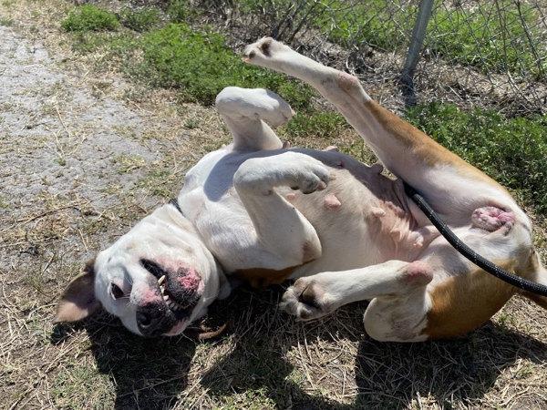 Daisy, a Adoptable mixed breed in Melbourne, FL image 4/6