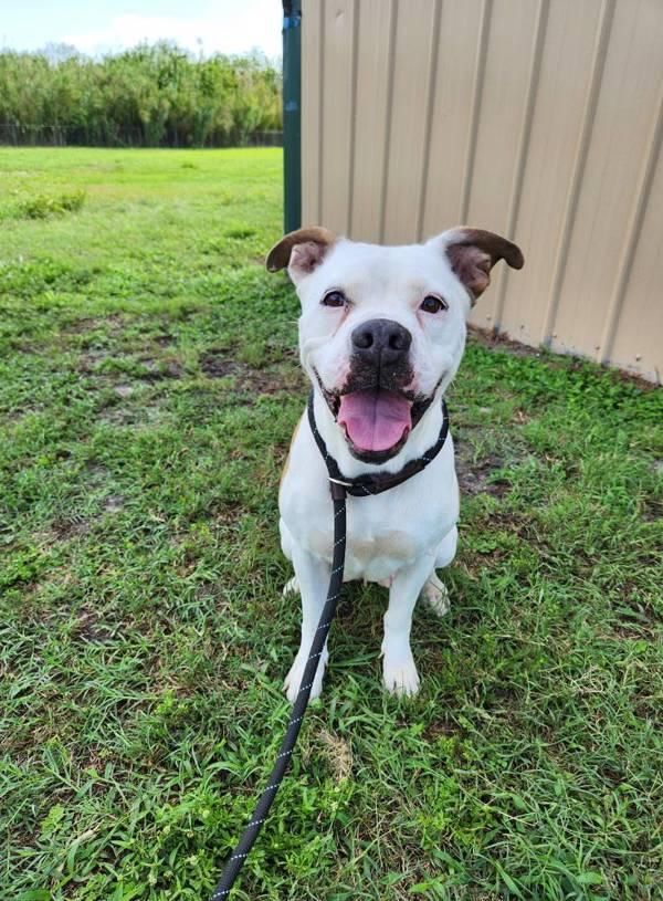 Daisy, a Adoptable mixed breed in Melbourne, FL image 5/6