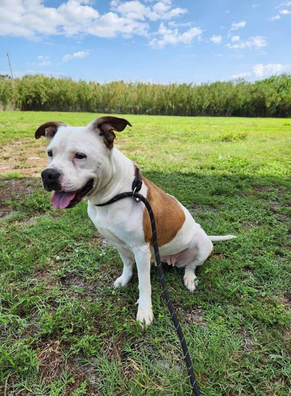 Daisy, a Adoptable mixed breed in Melbourne, FL image 6/6