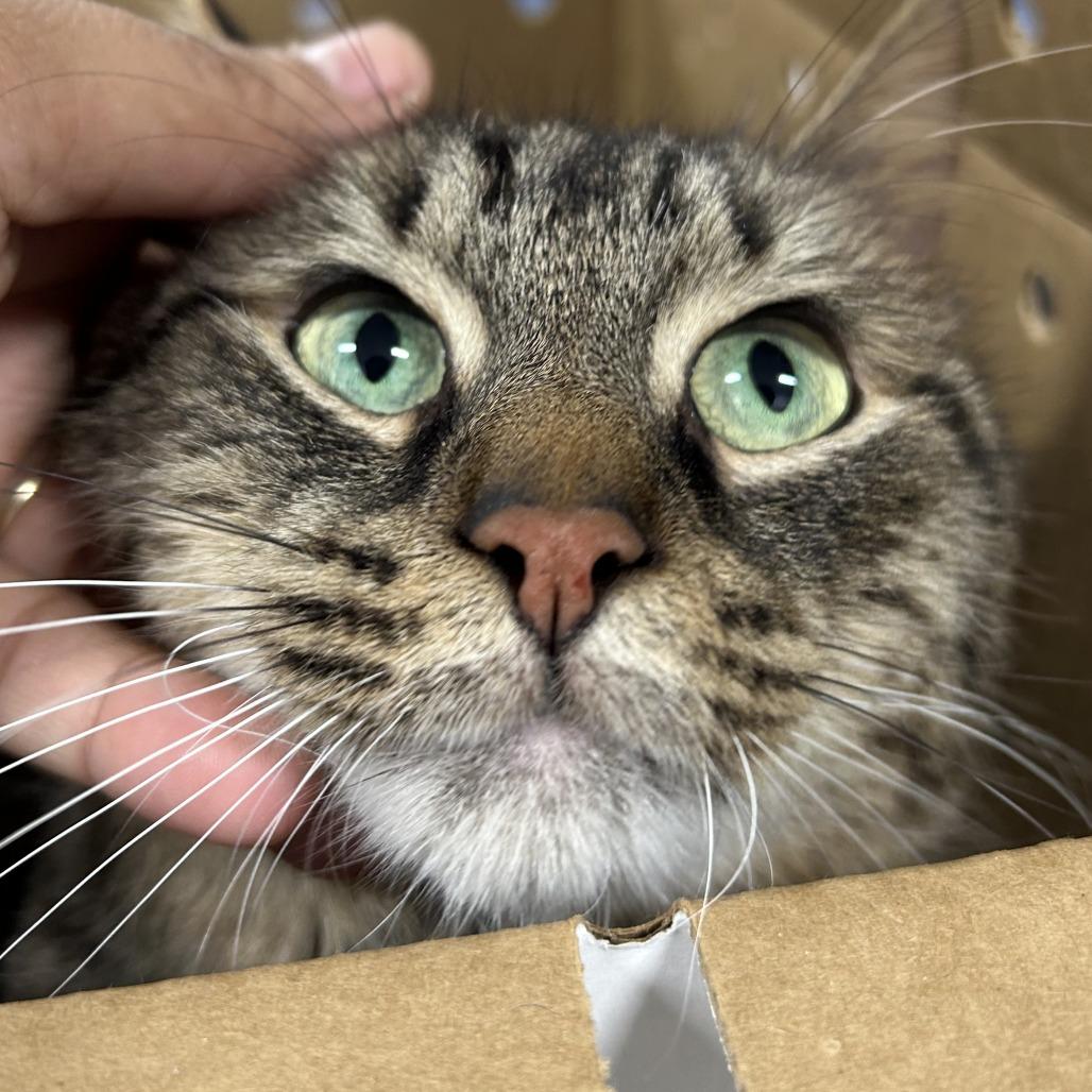 Hash, Adoptable, Adult Male Domestic Long Hair.