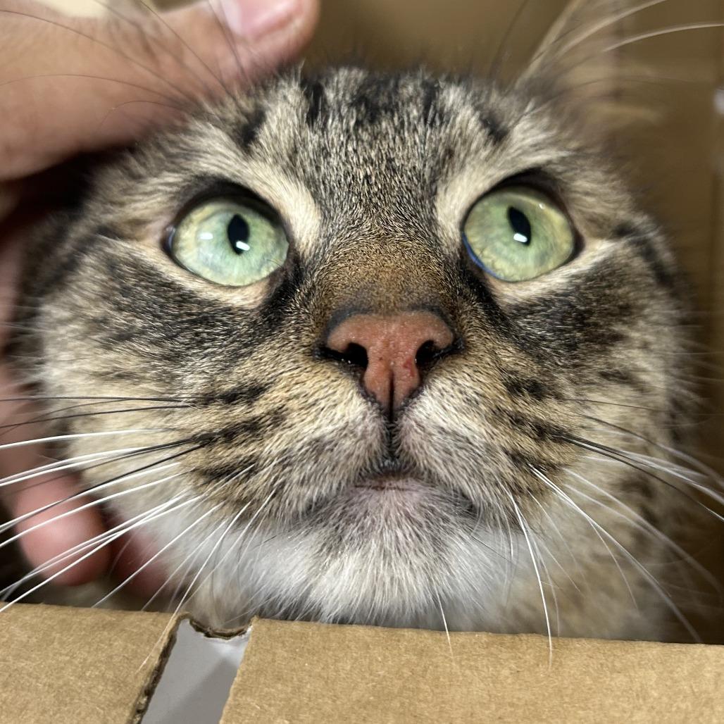 Enlarge Hash, a Adoptable Domestic Long Hair in Newark, NJ image 2/2