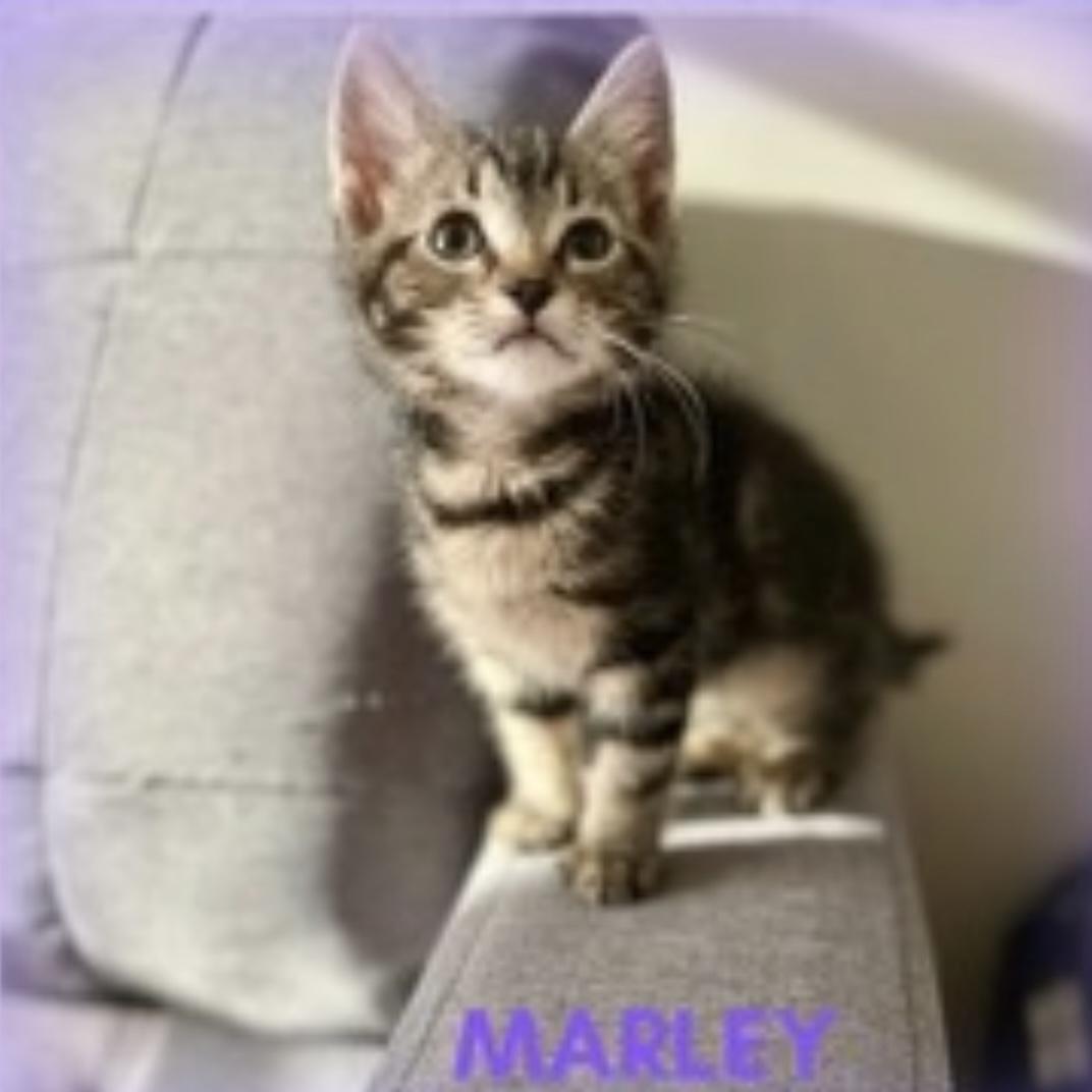 Marley