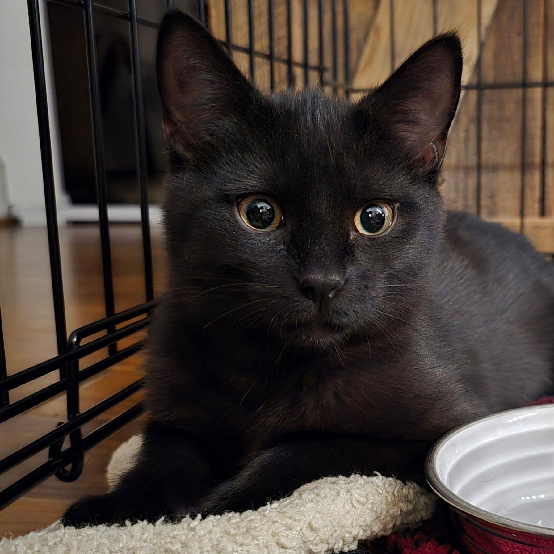 Enlarge Peanut, a Adopted Domestic Short Hair in Roanoke, VA image 2/3