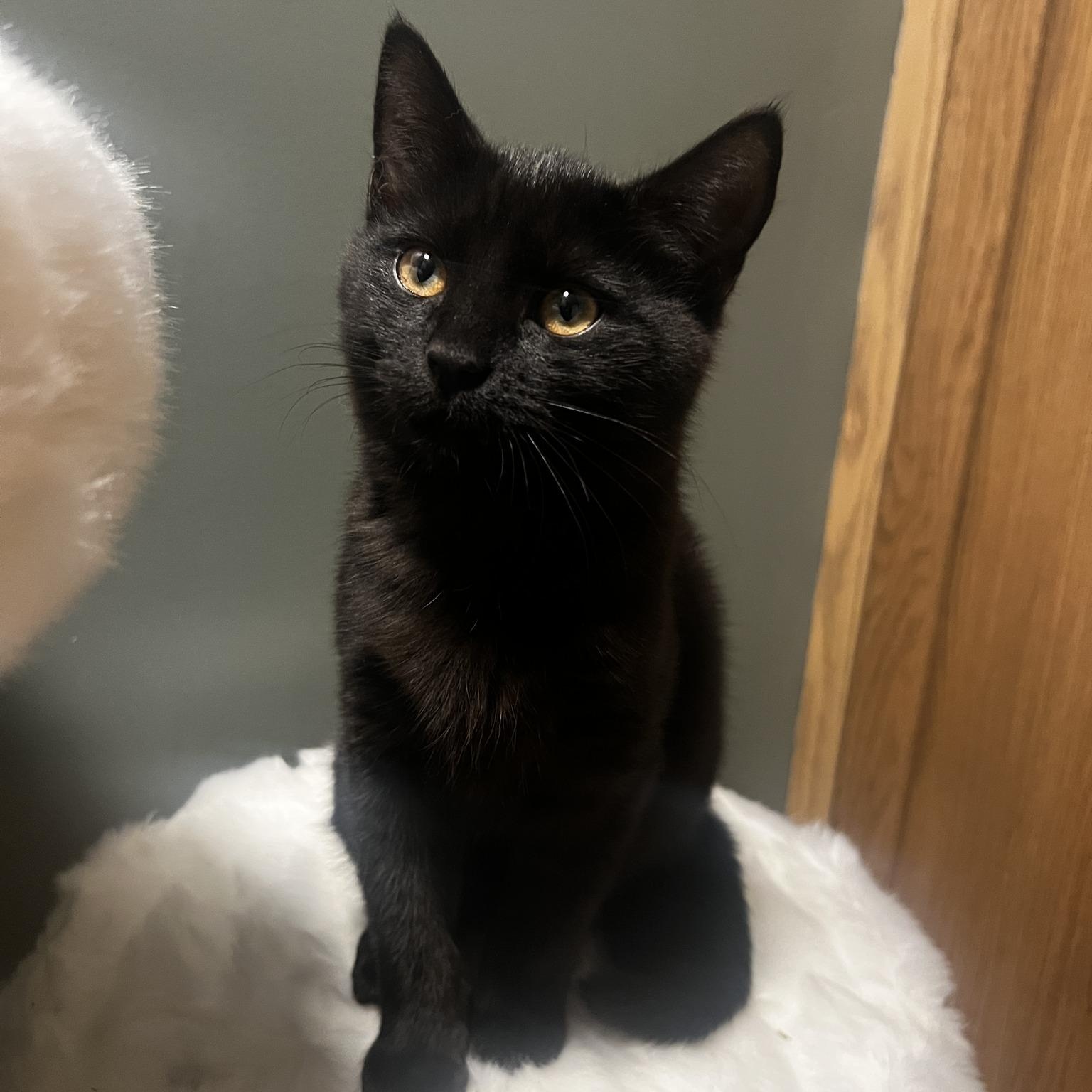 Peanut, Adopted, Young Male Domestic Short Hair.