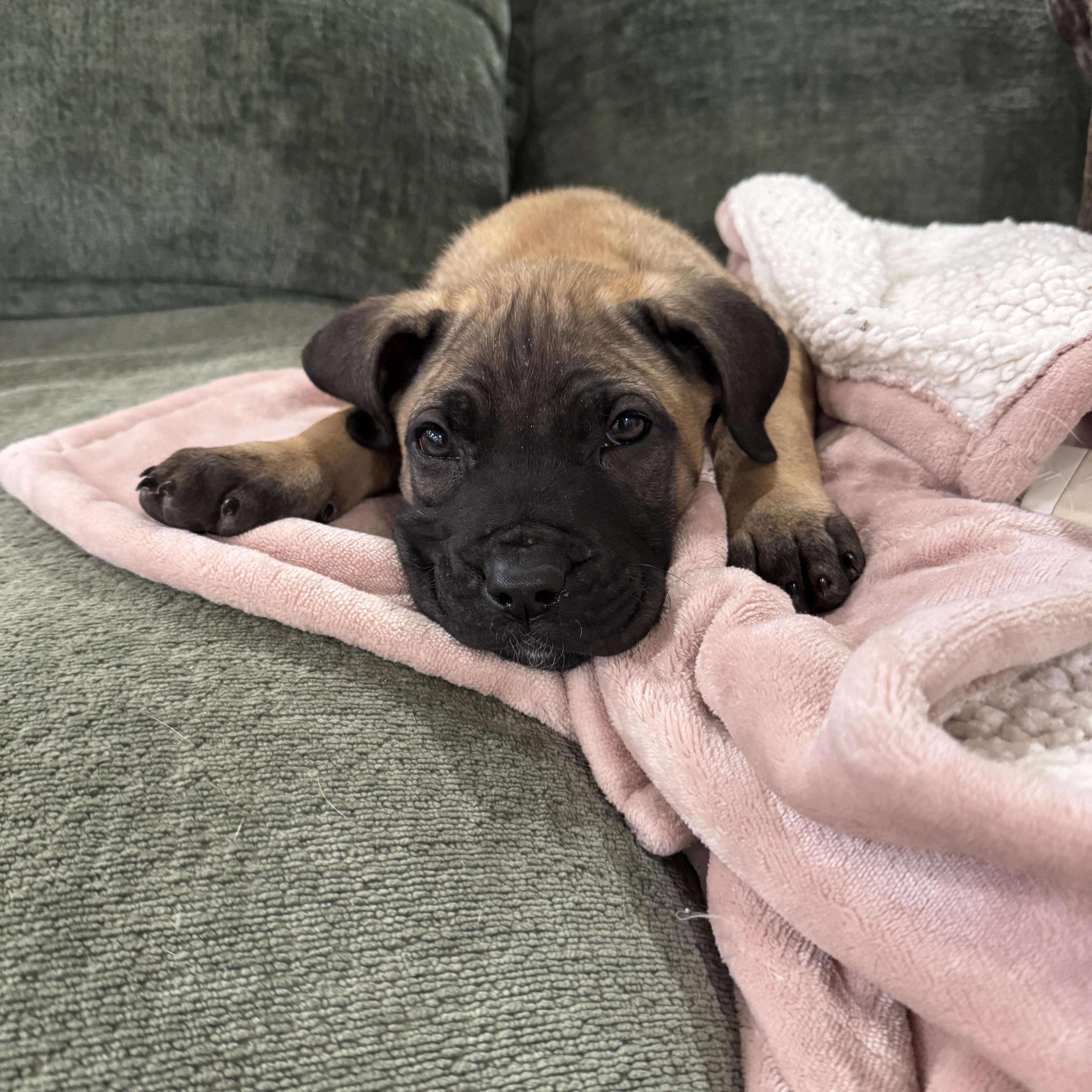 Dottie, an adopted mixed breed in Rock Hill, SC image 4/6