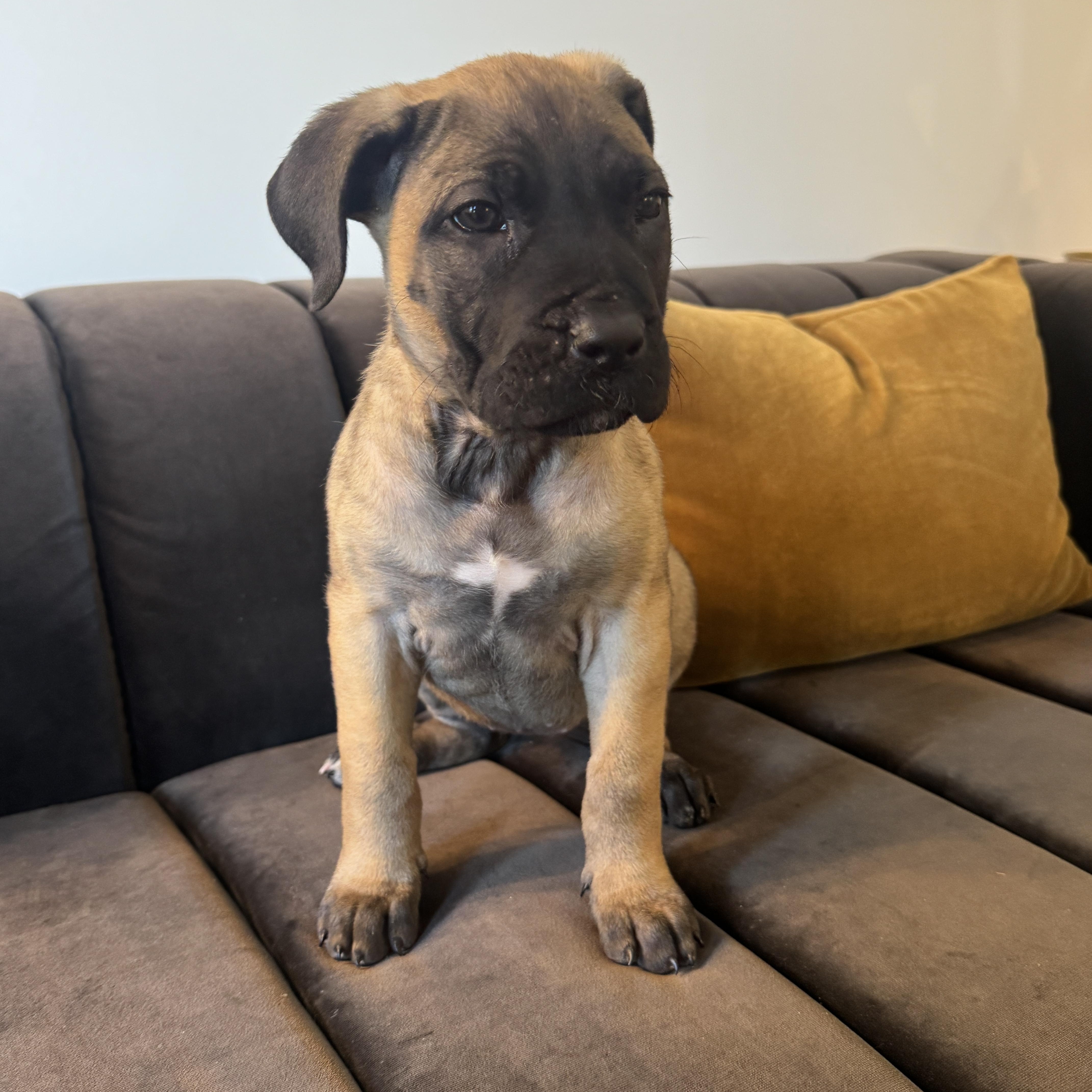 Dottie, an adopted mixed breed in Rock Hill, SC image 2/6