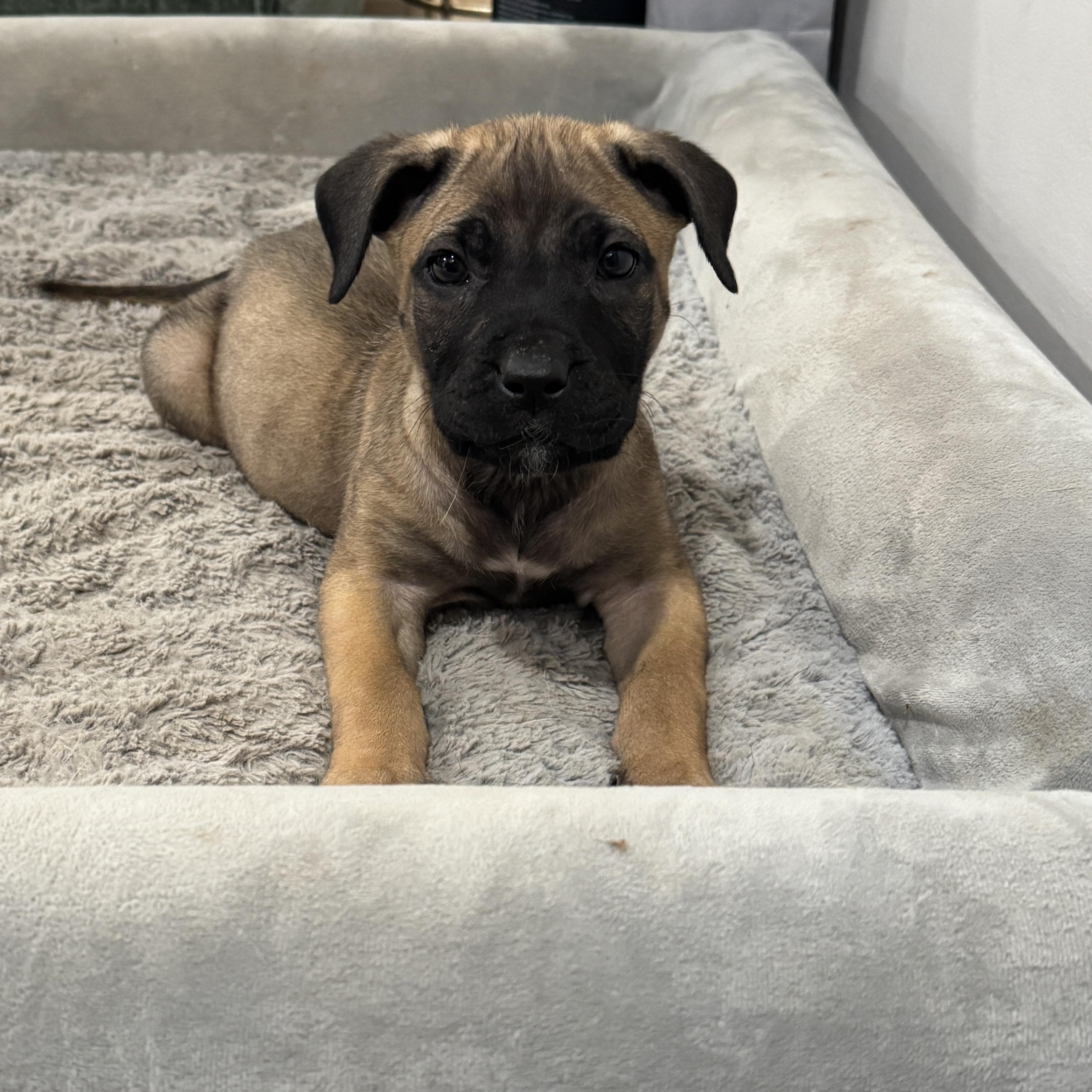 Dottie, an adopted mixed breed in Rock Hill, SC image 1/6