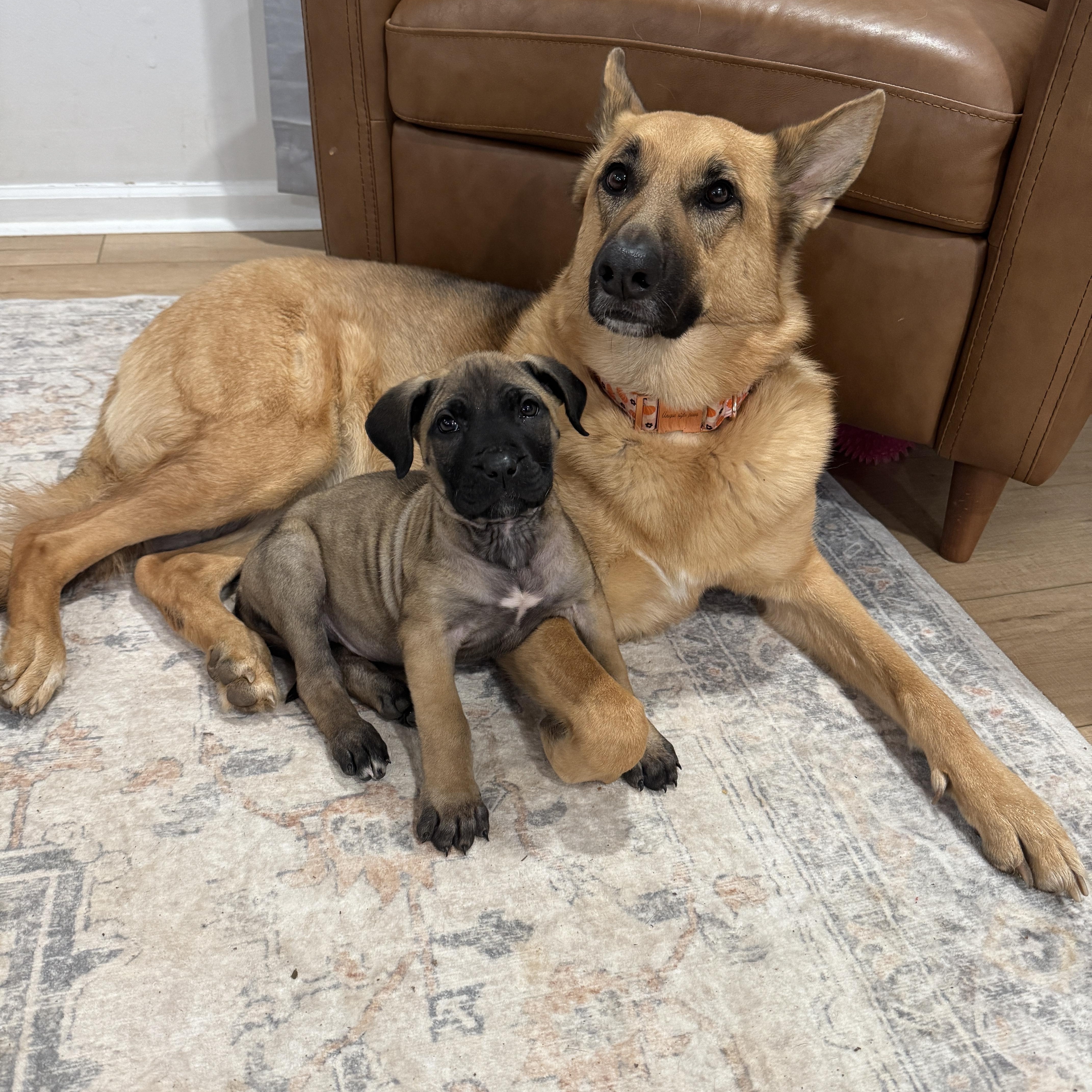 Dottie, an adopted mixed breed in Rock Hill, SC image 5/6