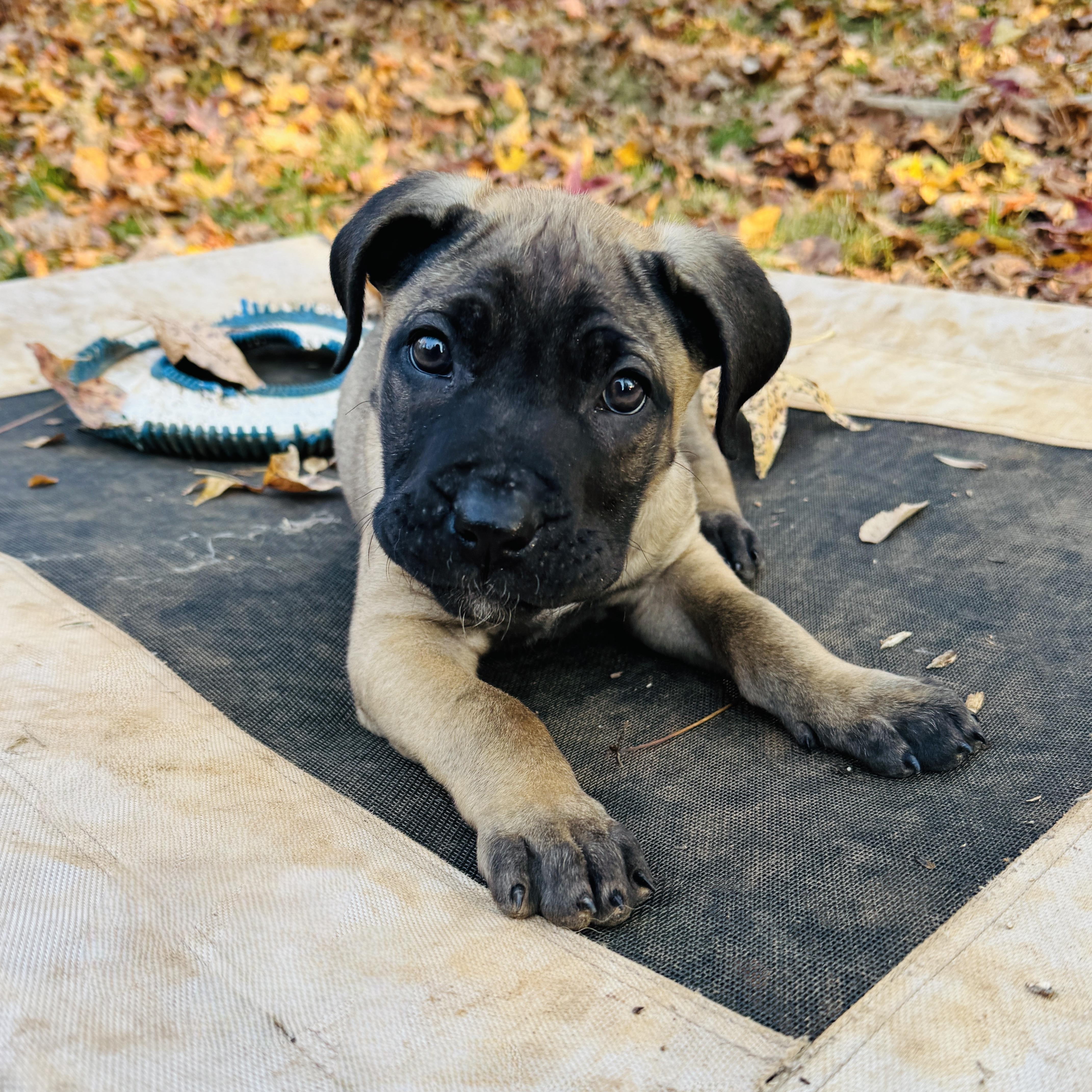 Dottie, an adopted mixed breed in Rock Hill, SC image 6/6