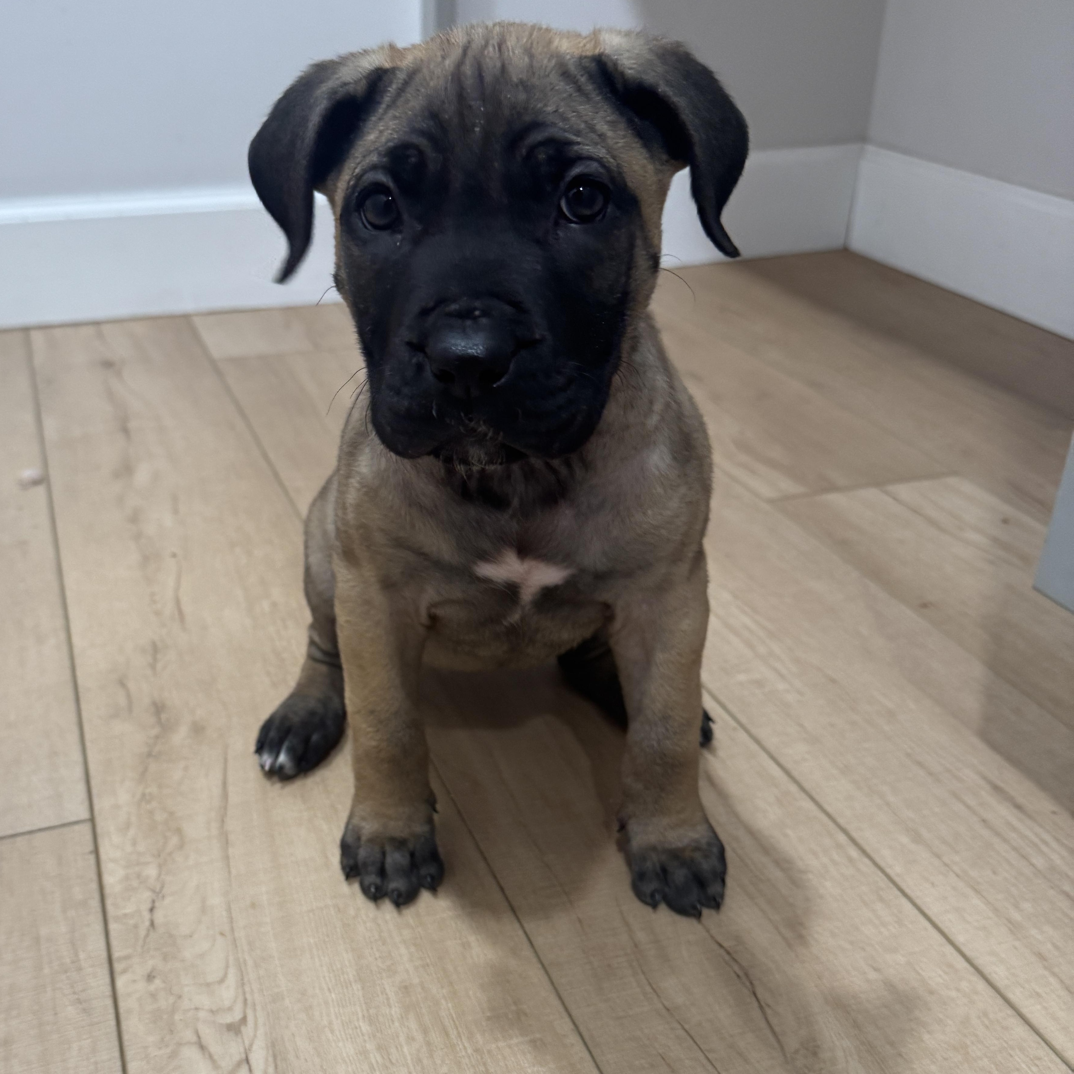 Dottie, an adopted mixed breed in Rock Hill, SC image 3/6