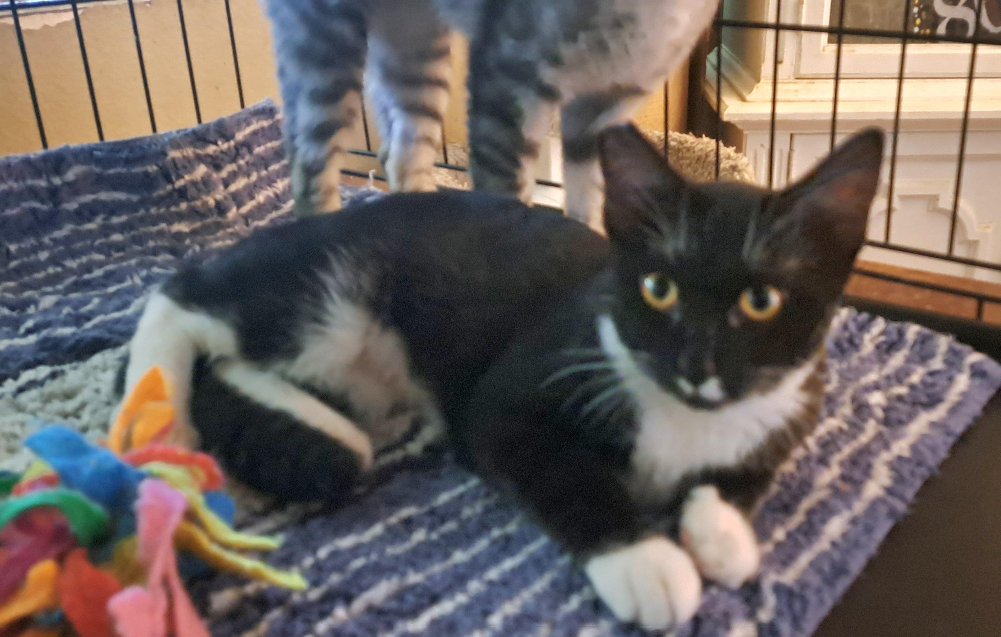 Enlarge Suzzette, a Adoptable Tuxedo in Riverside, CA image 5/5