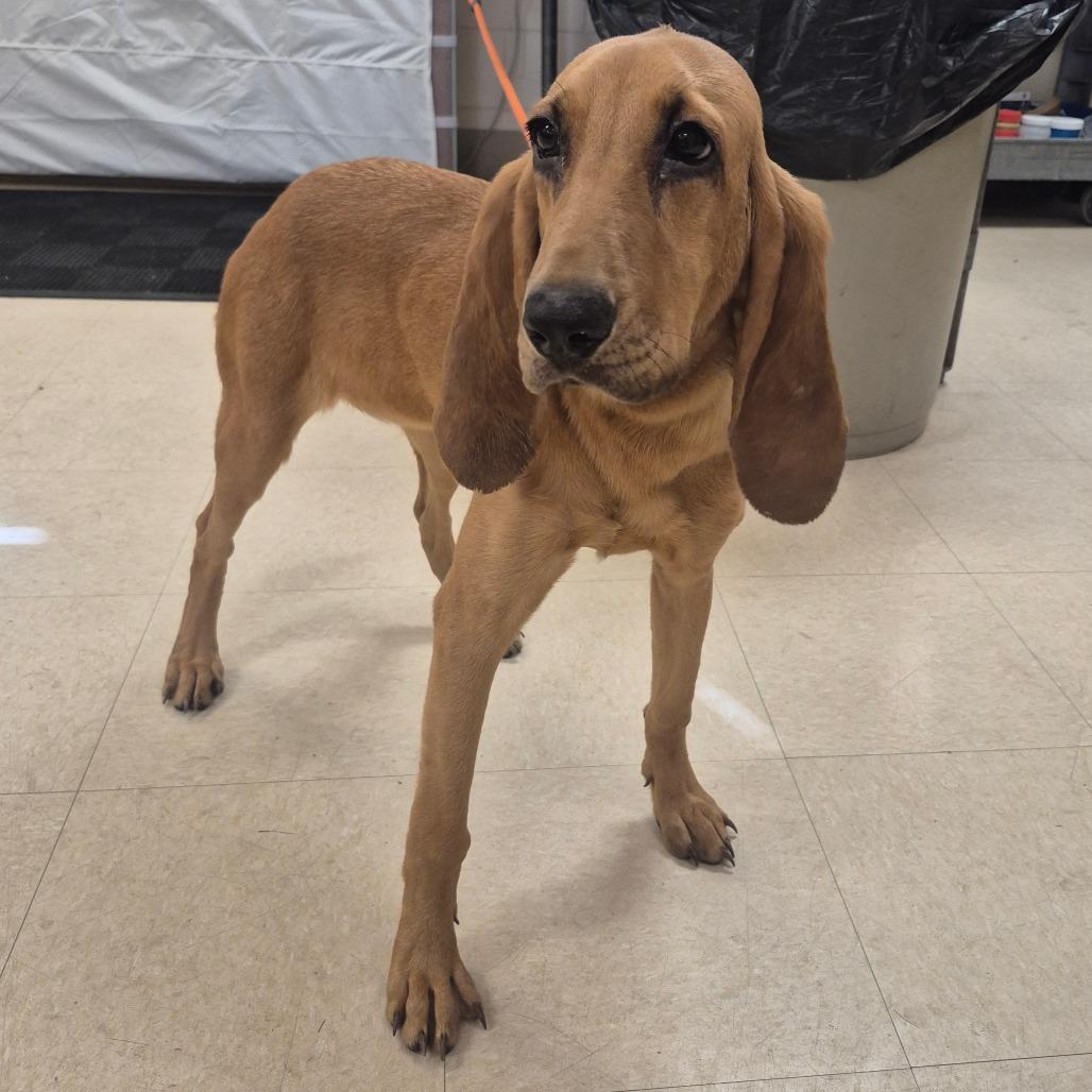 Enlarge Gracie, a Adoptable mixed breed in Lake Panasoffkee, FL image 2/2