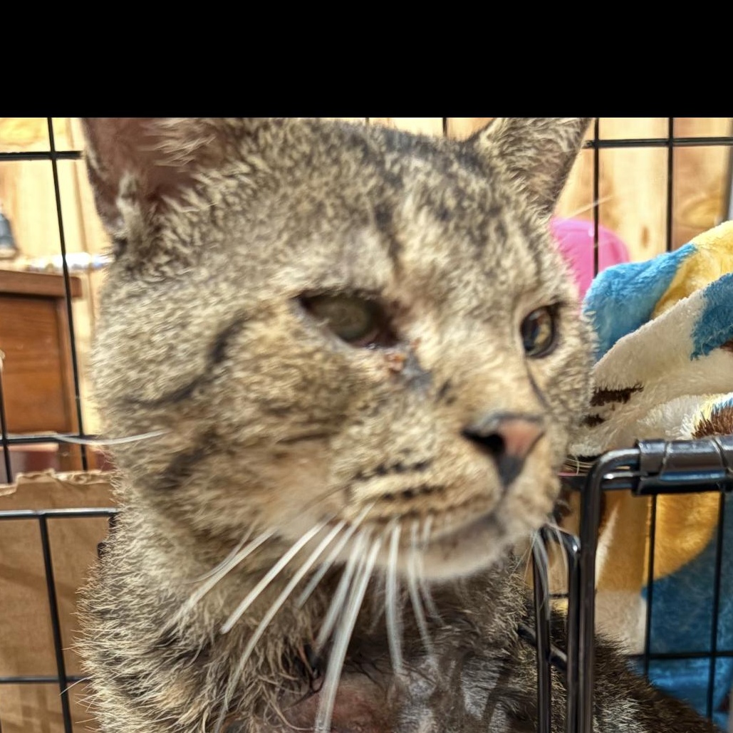Enlarge ROAR, a Adoptable Domestic Short Hair in Pittsburgh, PA image 1/1