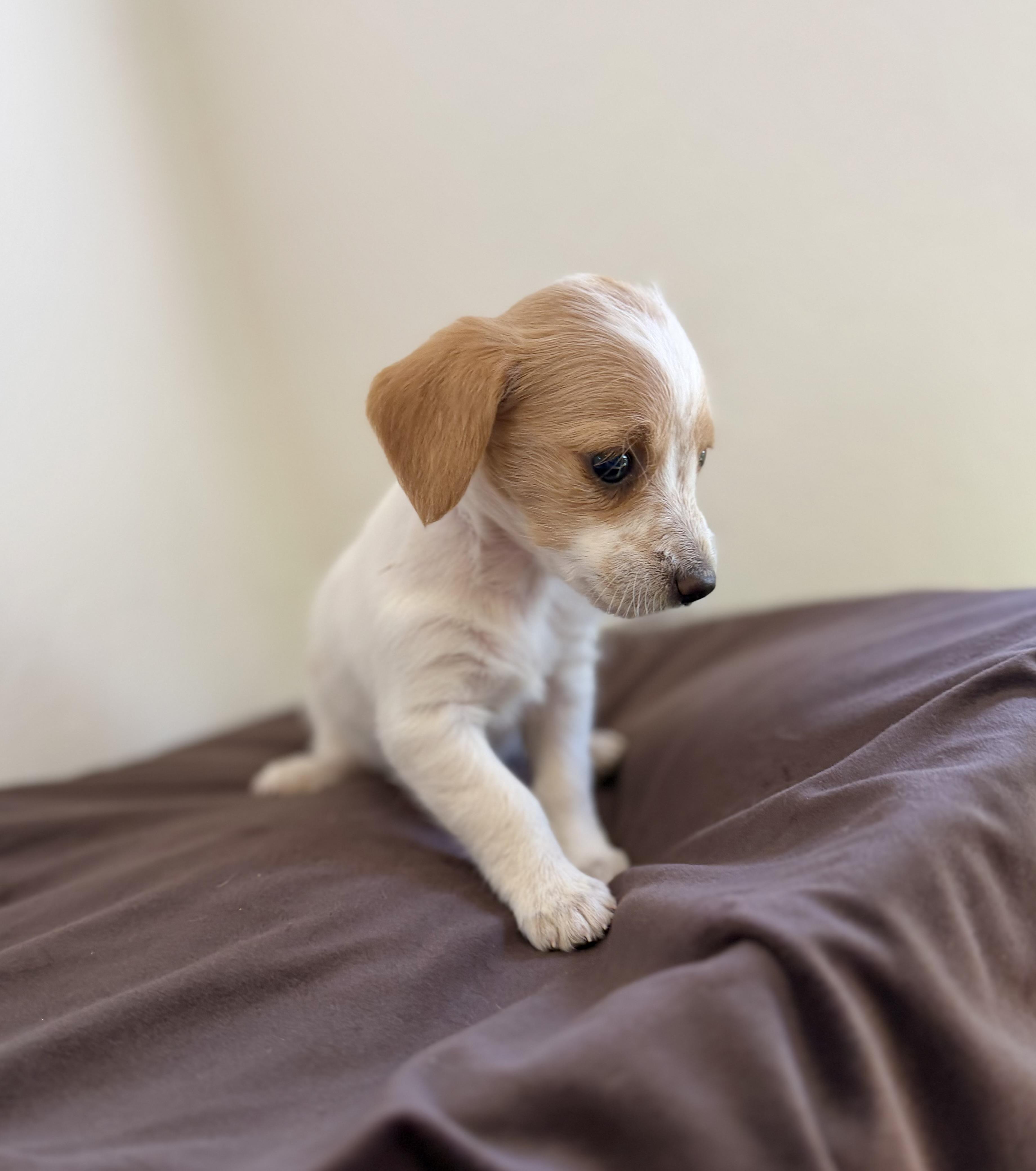 Daisy doo, an adopted mixed breed in Sonora, CA image 2/3