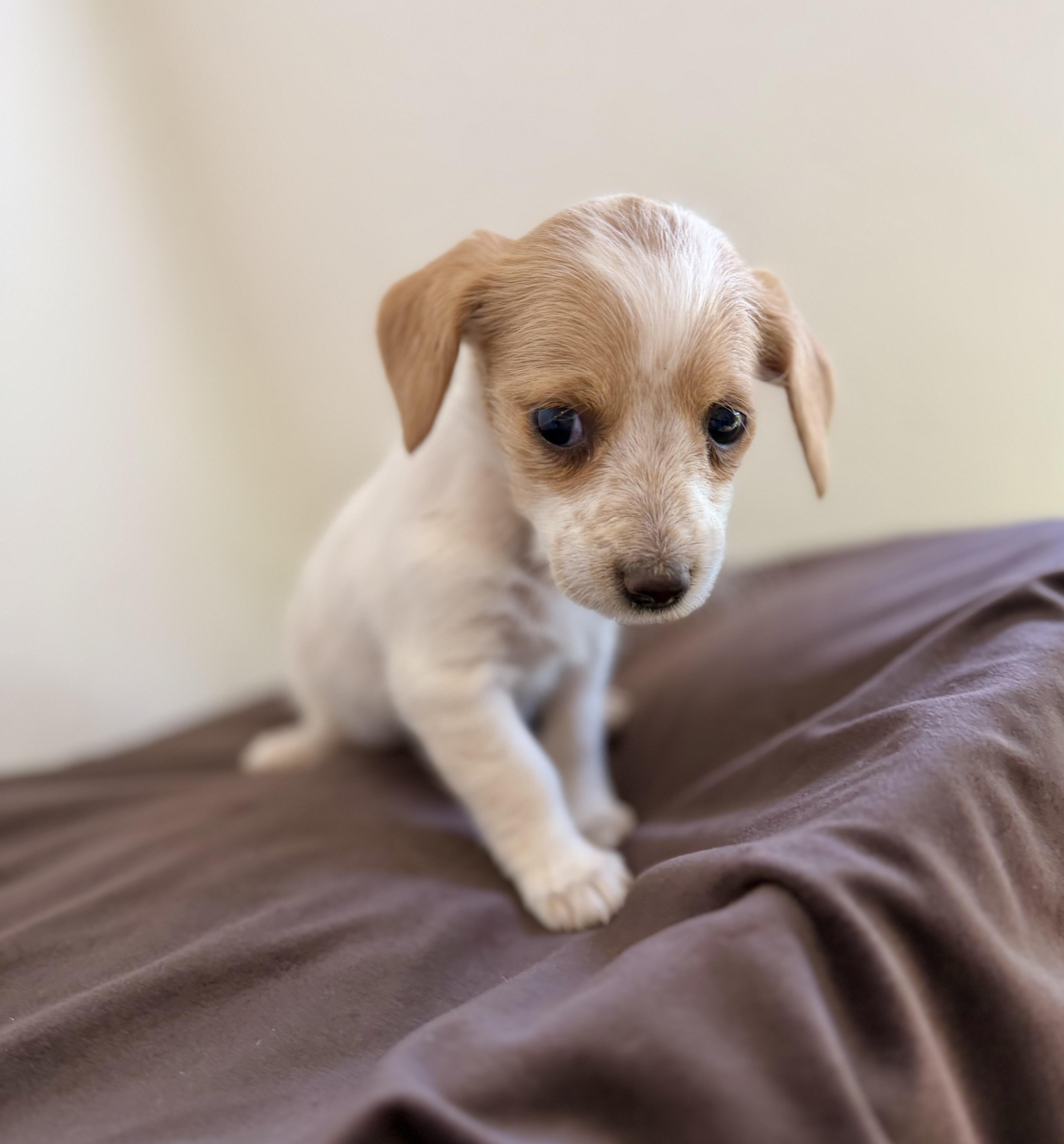 Daisy doo, an adopted mixed breed in Sonora, CA image 3/3