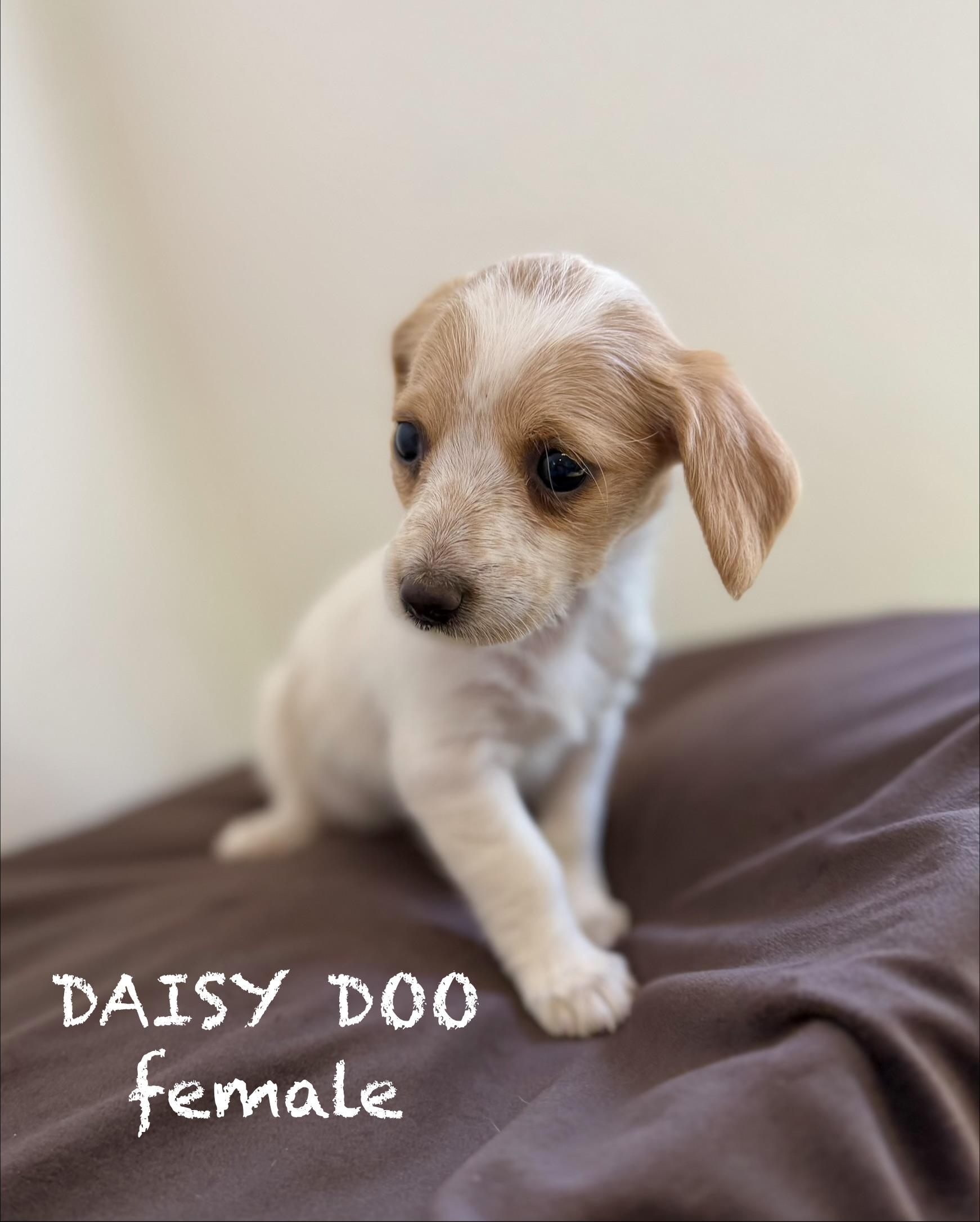 Daisy doo, an adopted mixed breed in Sonora, CA image 1/3