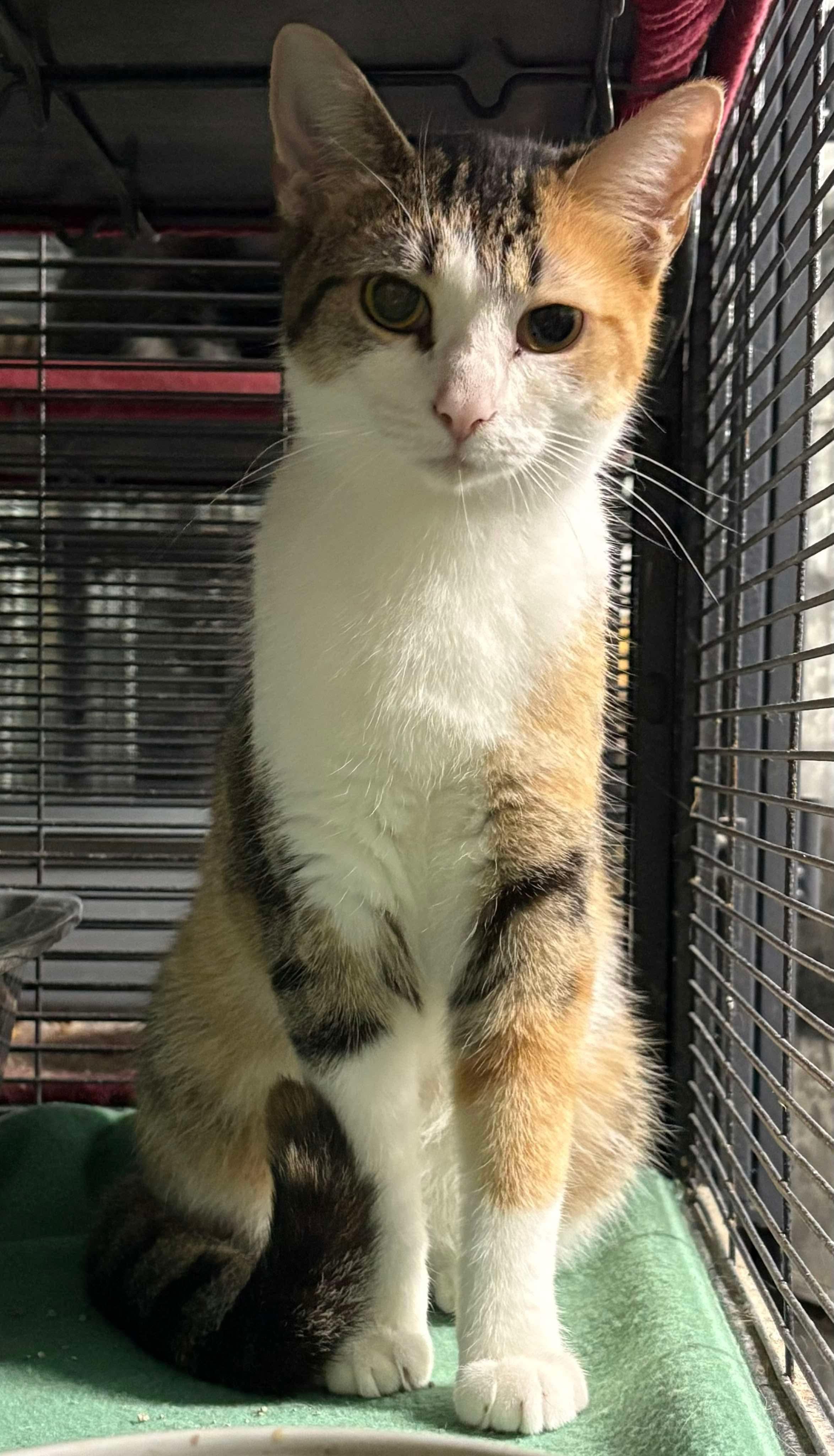 PORSCHE, Young Female Domestic Short Hair
