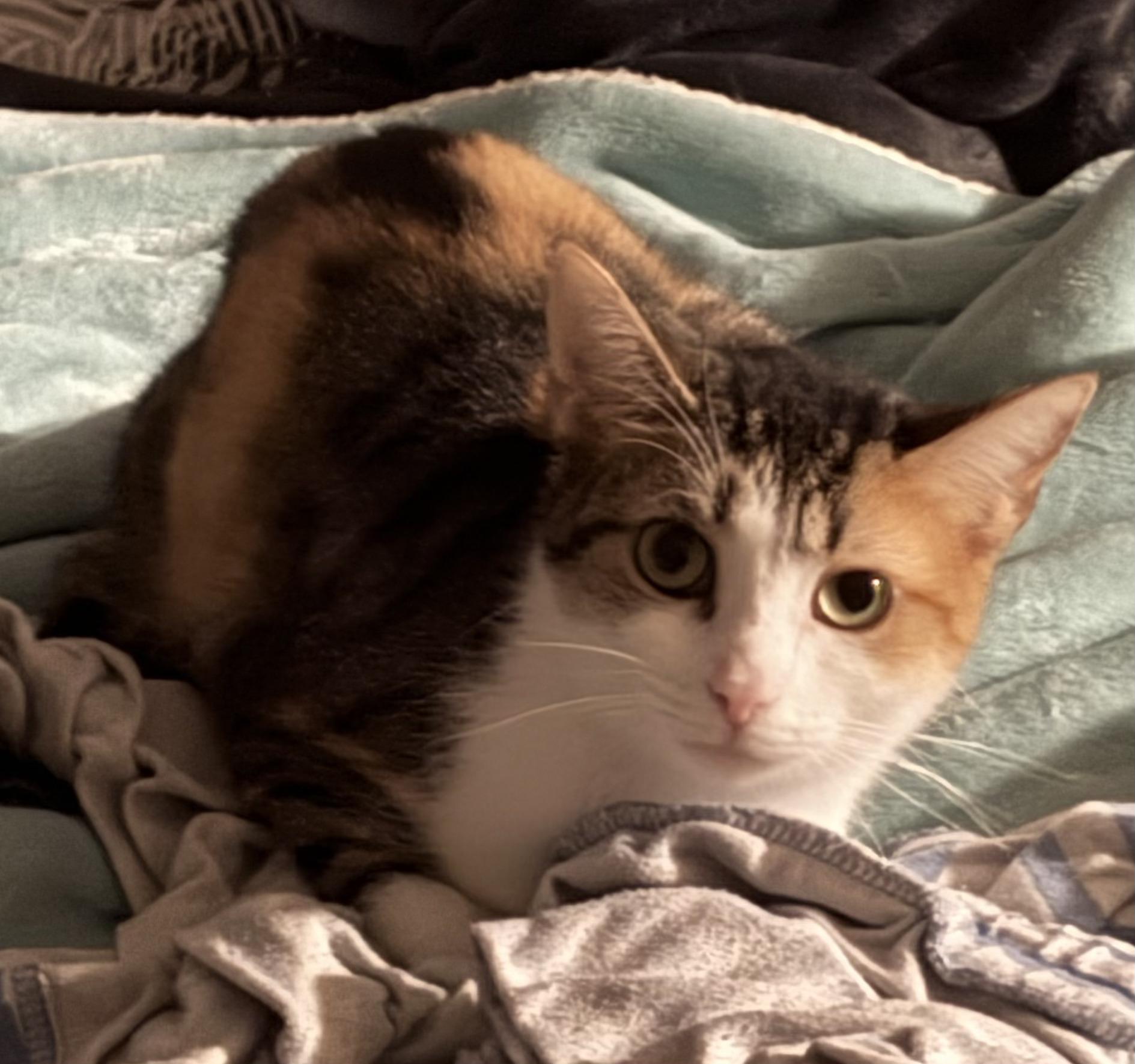 PORSCHE, a Adoptable Domestic Short Hair in Tillsonburg, ON image 5/5