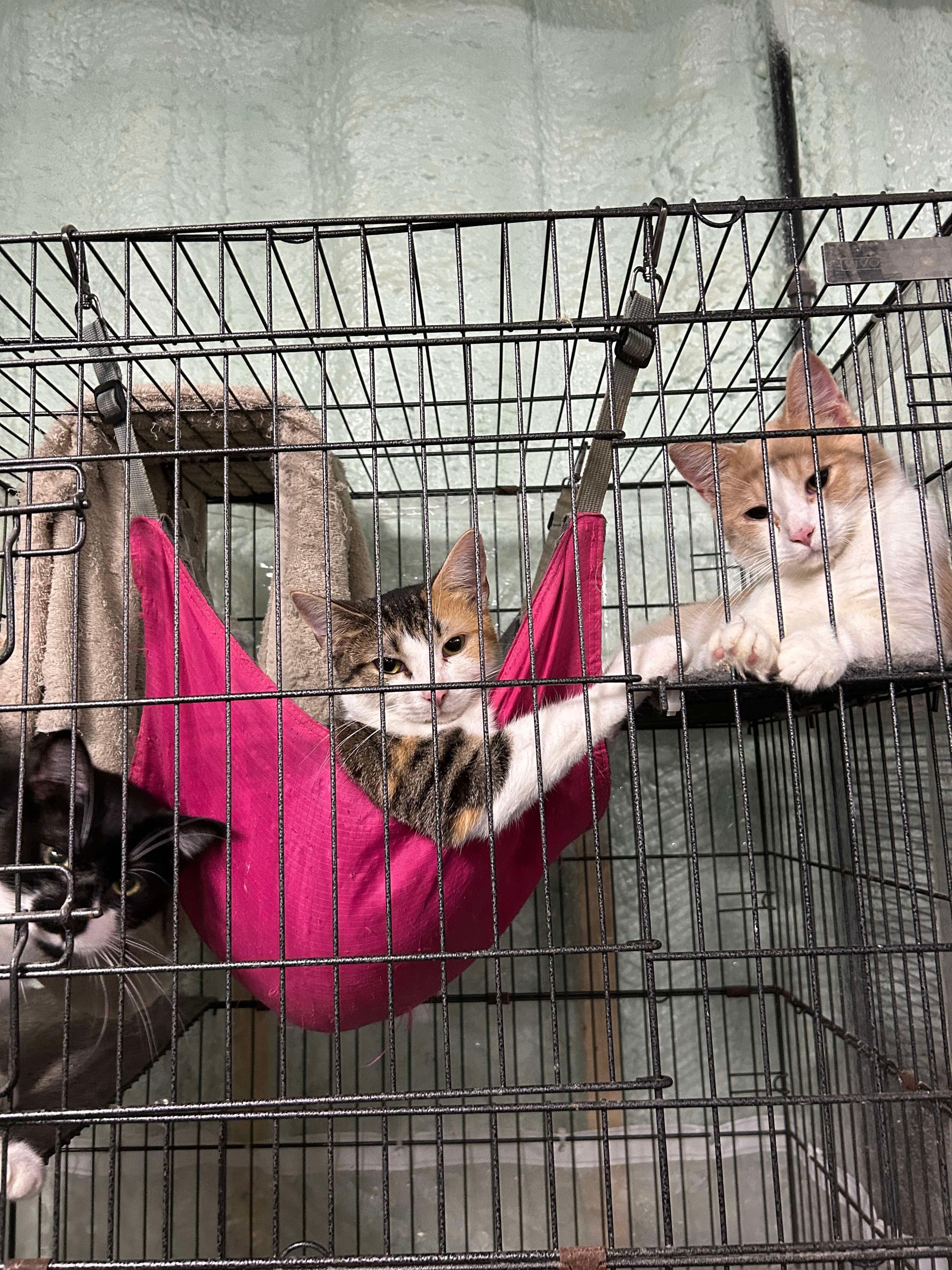 PORSCHE, a Adoptable Domestic Short Hair in Tillsonburg, ON image 2/2