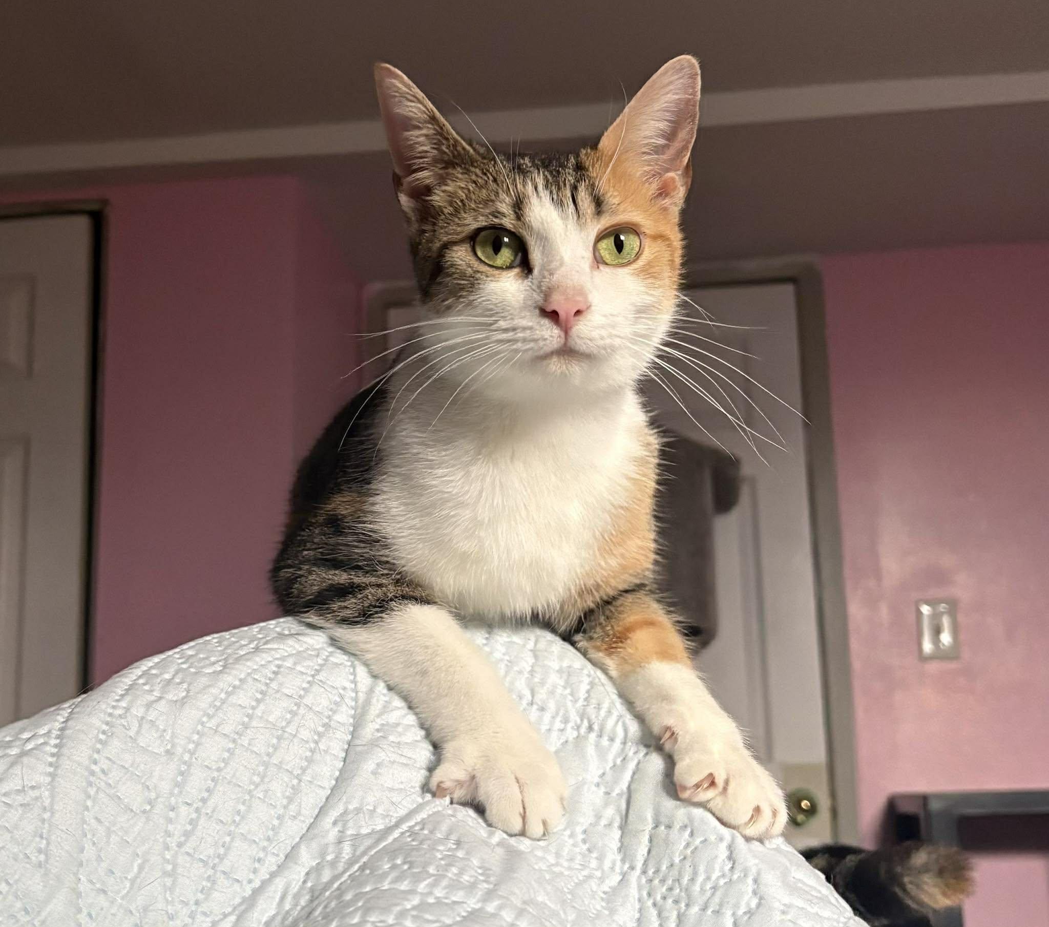 Enlarge PORSCHE, a Adoptable Domestic Short Hair in Tillsonburg, ON image 2/5