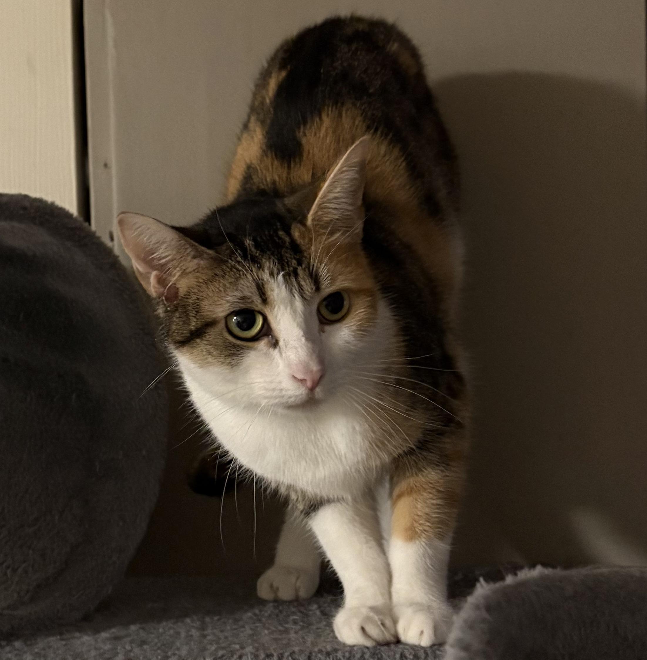 PORSCHE, a Adoptable Domestic Short Hair in Tillsonburg, ON image 1/5