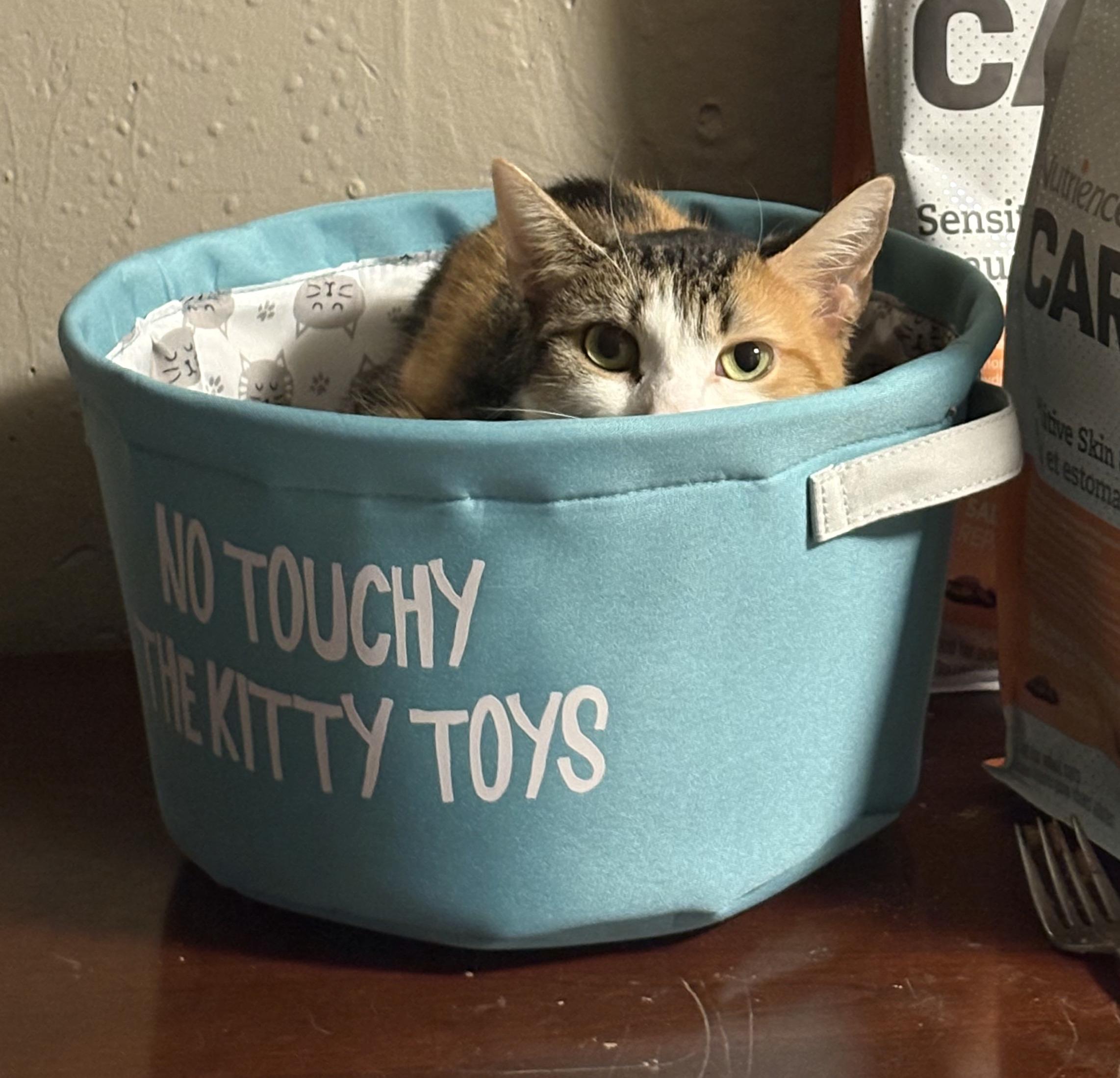 PORSCHE, a Adoptable Domestic Short Hair in Tillsonburg, ON image 2/5