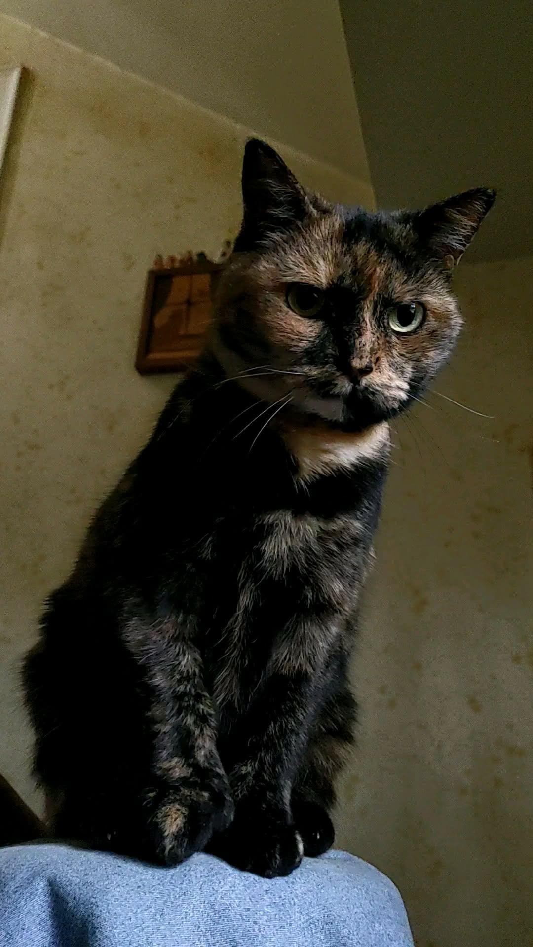 Claire (polydactyl), an adopted Domestic Short Hair in Warminster, PA image 3/5