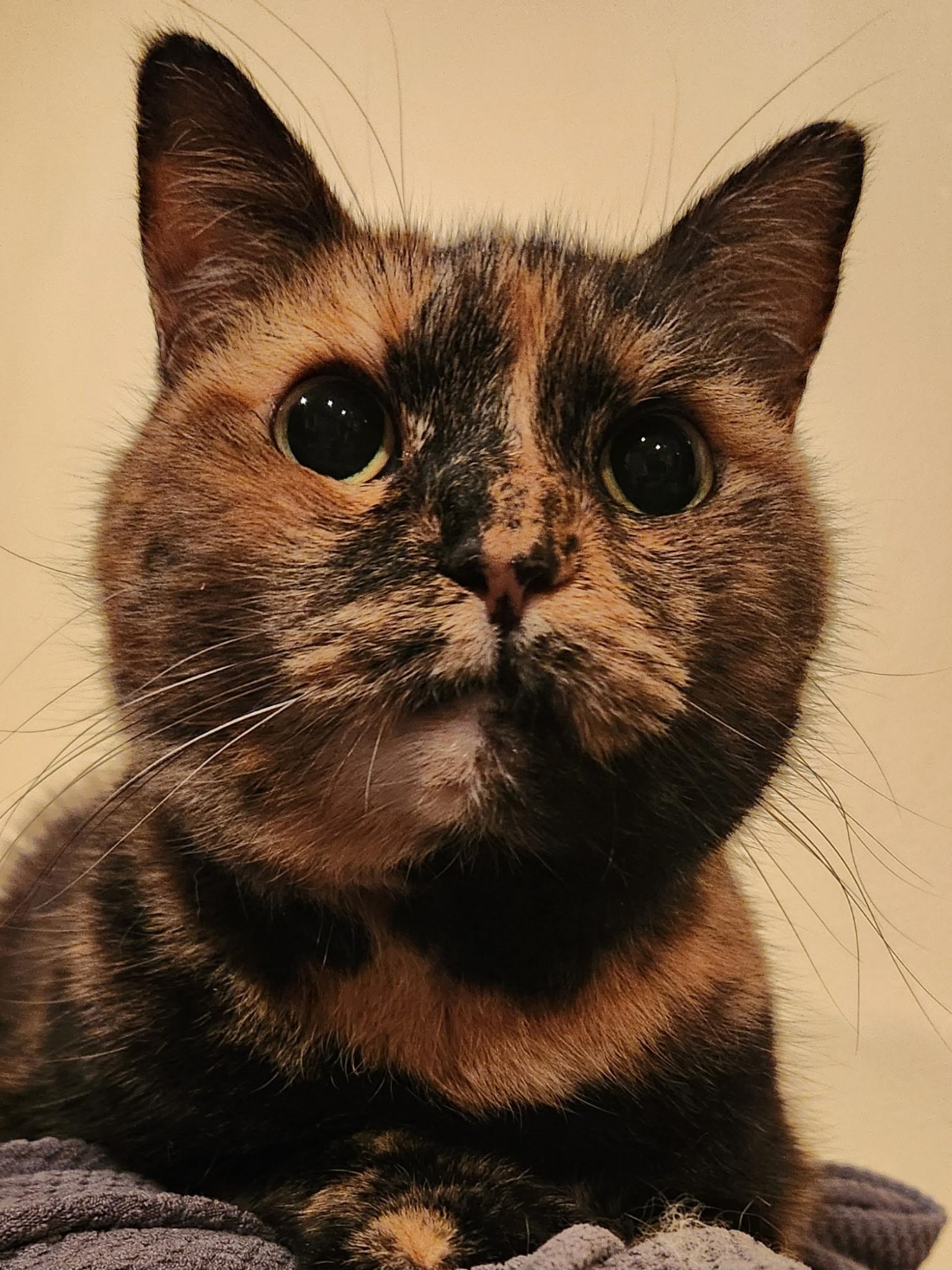 Claire (polydactyl), an adopted Domestic Short Hair in Warminster, PA image 1/5