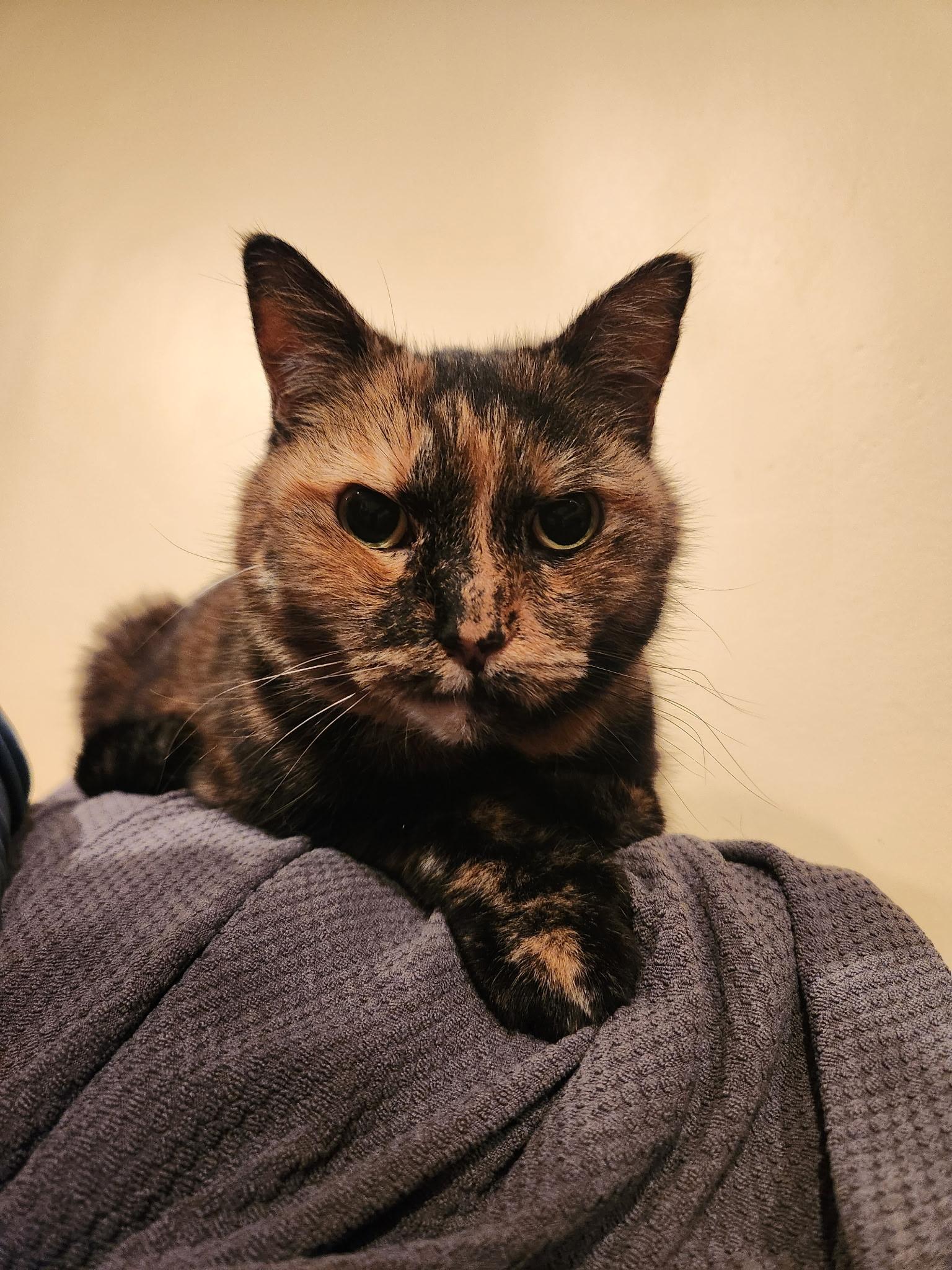 Claire (polydactyl), an adopted Domestic Short Hair in Warminster, PA image 2/5