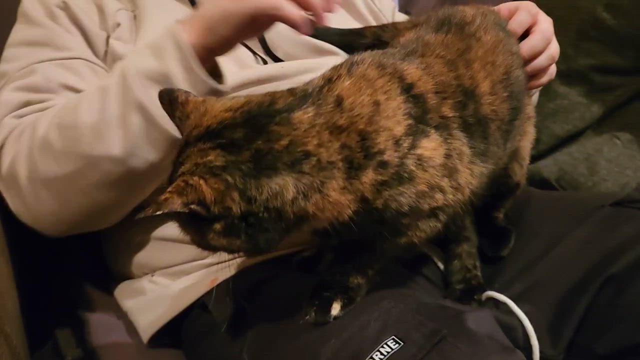 Enlarge Claire (polydactyl), an adopted Domestic Short Hair in Warminster, PA video 5/5