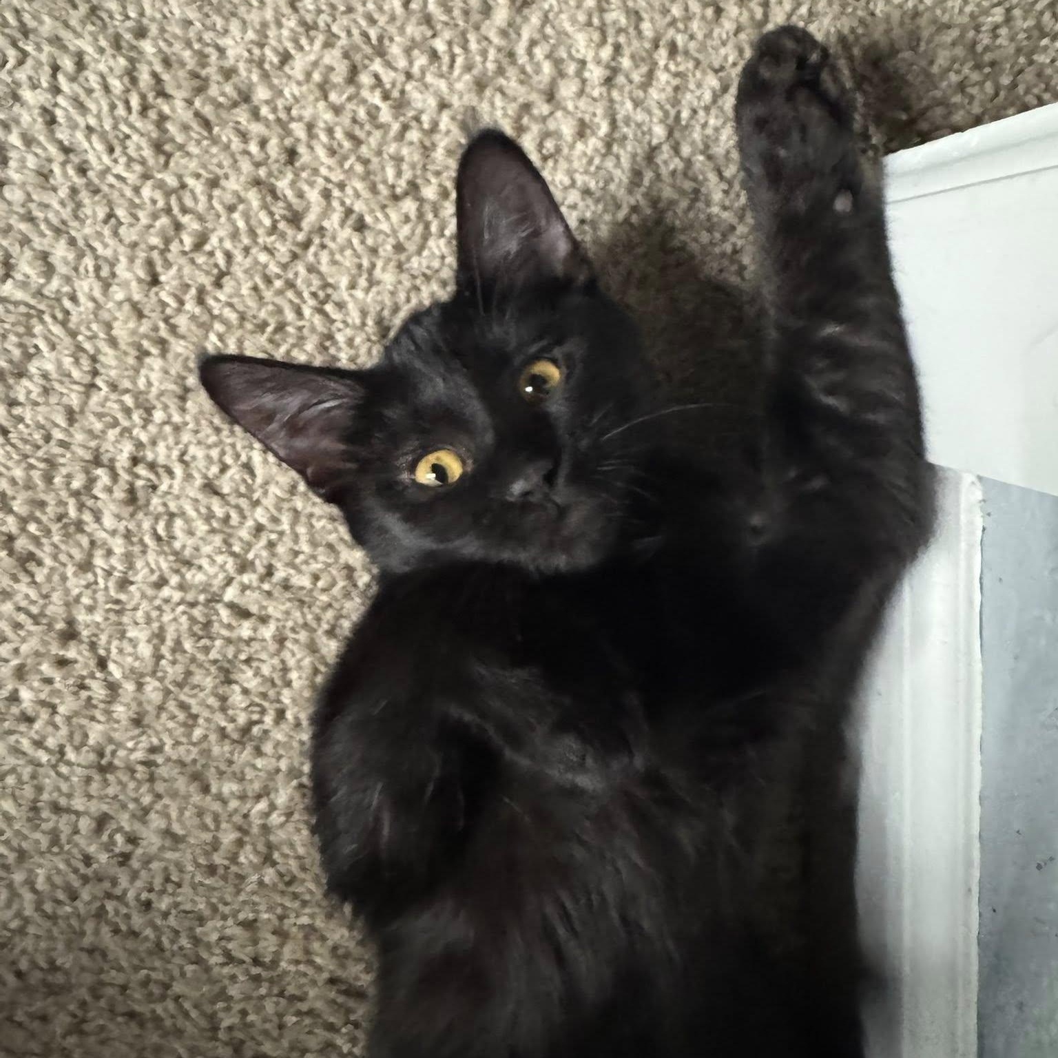 Kiki