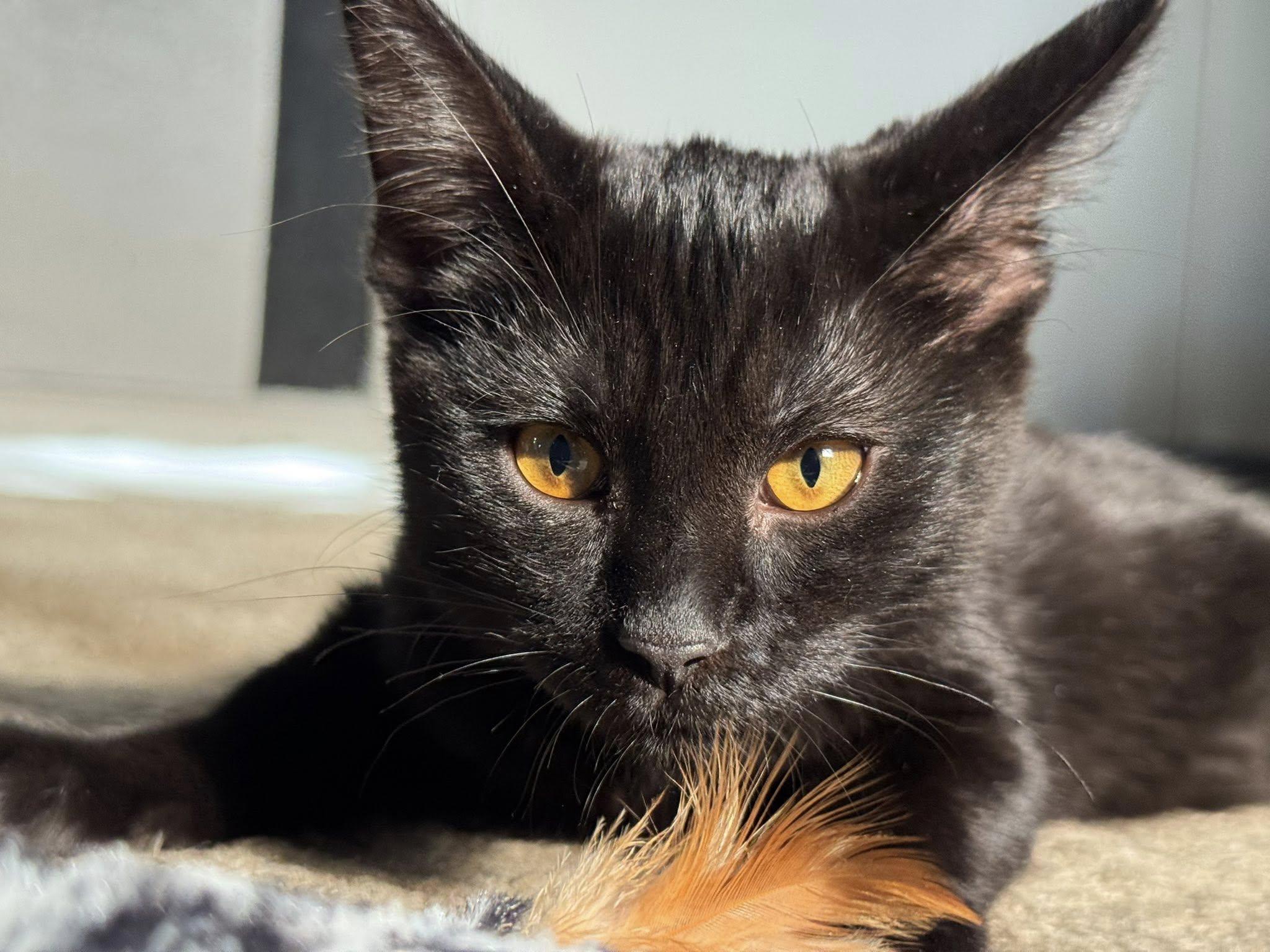 Kiki