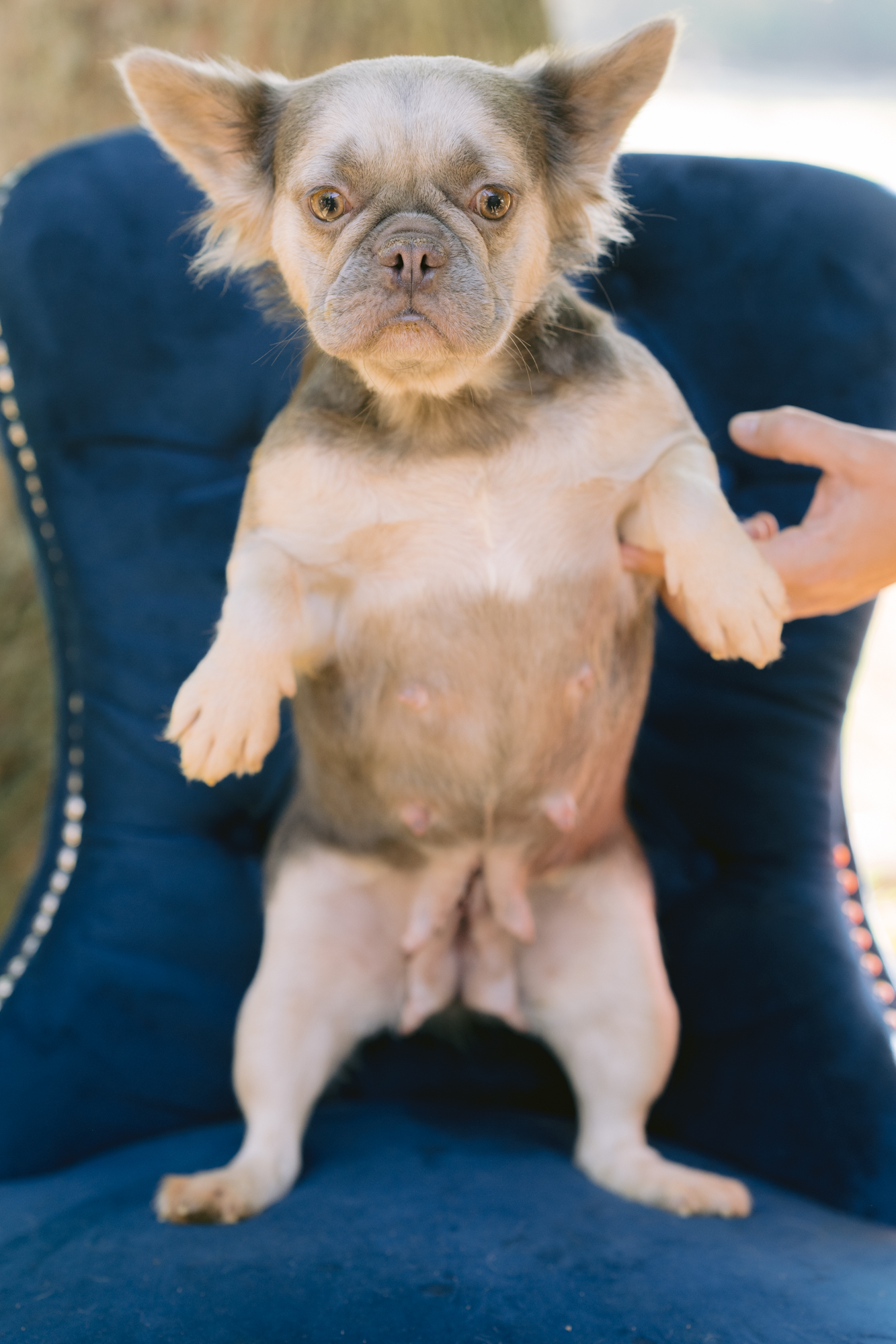 Dog for adoption Aurelie, a French Bulldog in Zionsville, IN Petfinder