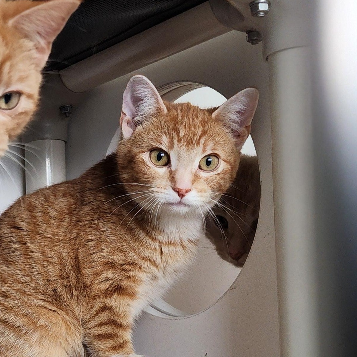 Pepper, ADOPTABLE, Kitten Female Domestic Short Hair.