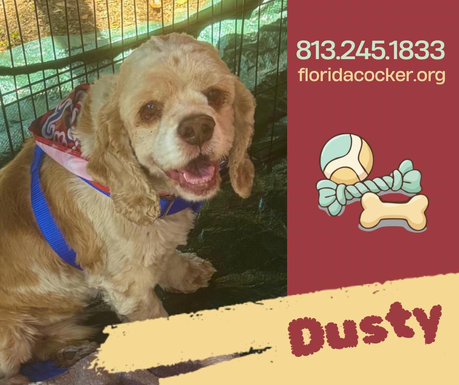 Dusty, ADOPTABLE, Adult Male Cocker Spaniel.