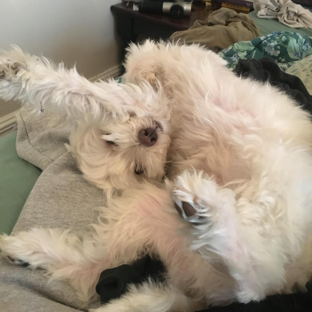 Yoshi, a Adoptable mixed breed in Bellingham, WA image 3/4
