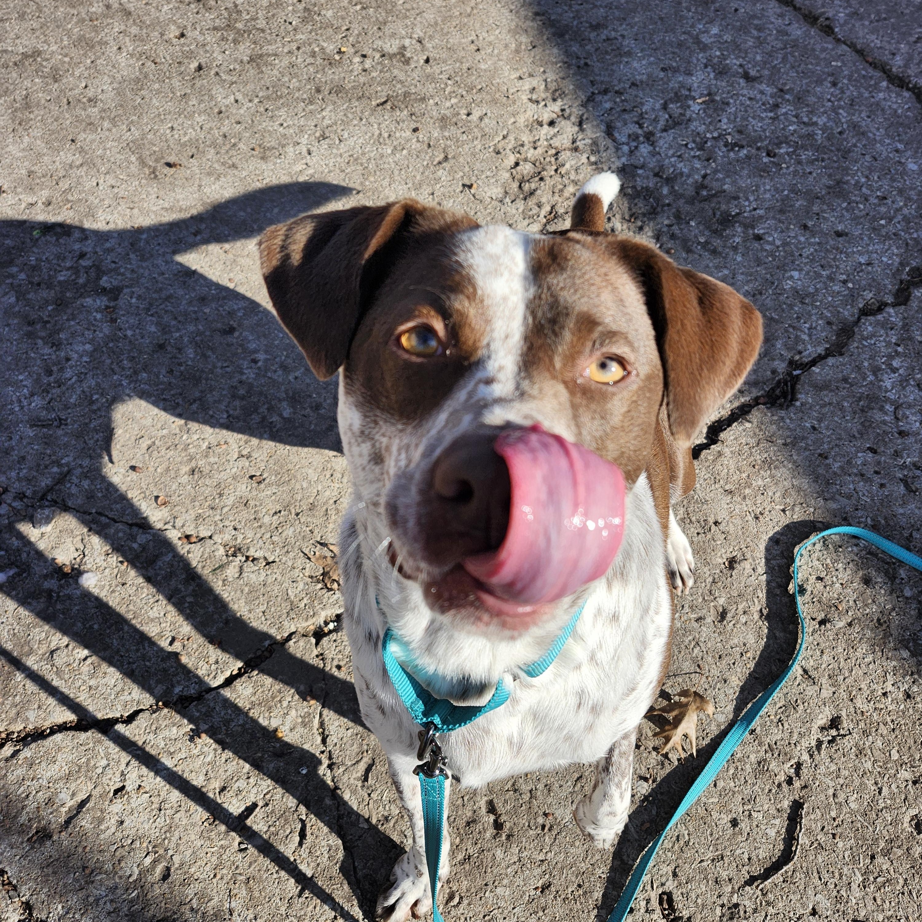 Brooks - I'm a Puppies for Parole Dog, a Adoptable mixed breed in Marshall, MO image 4/6